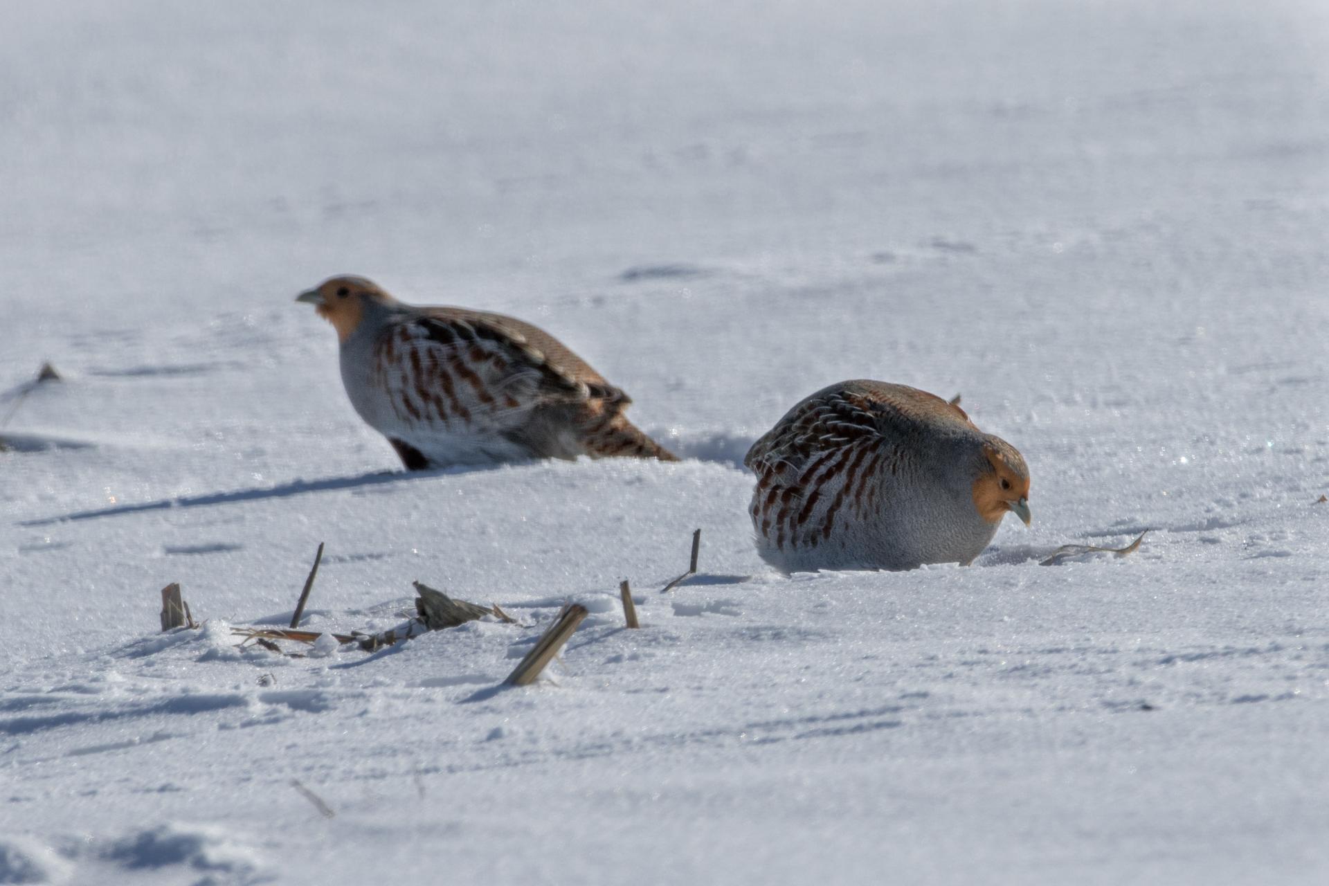 perdrix-grise-gray-partridge