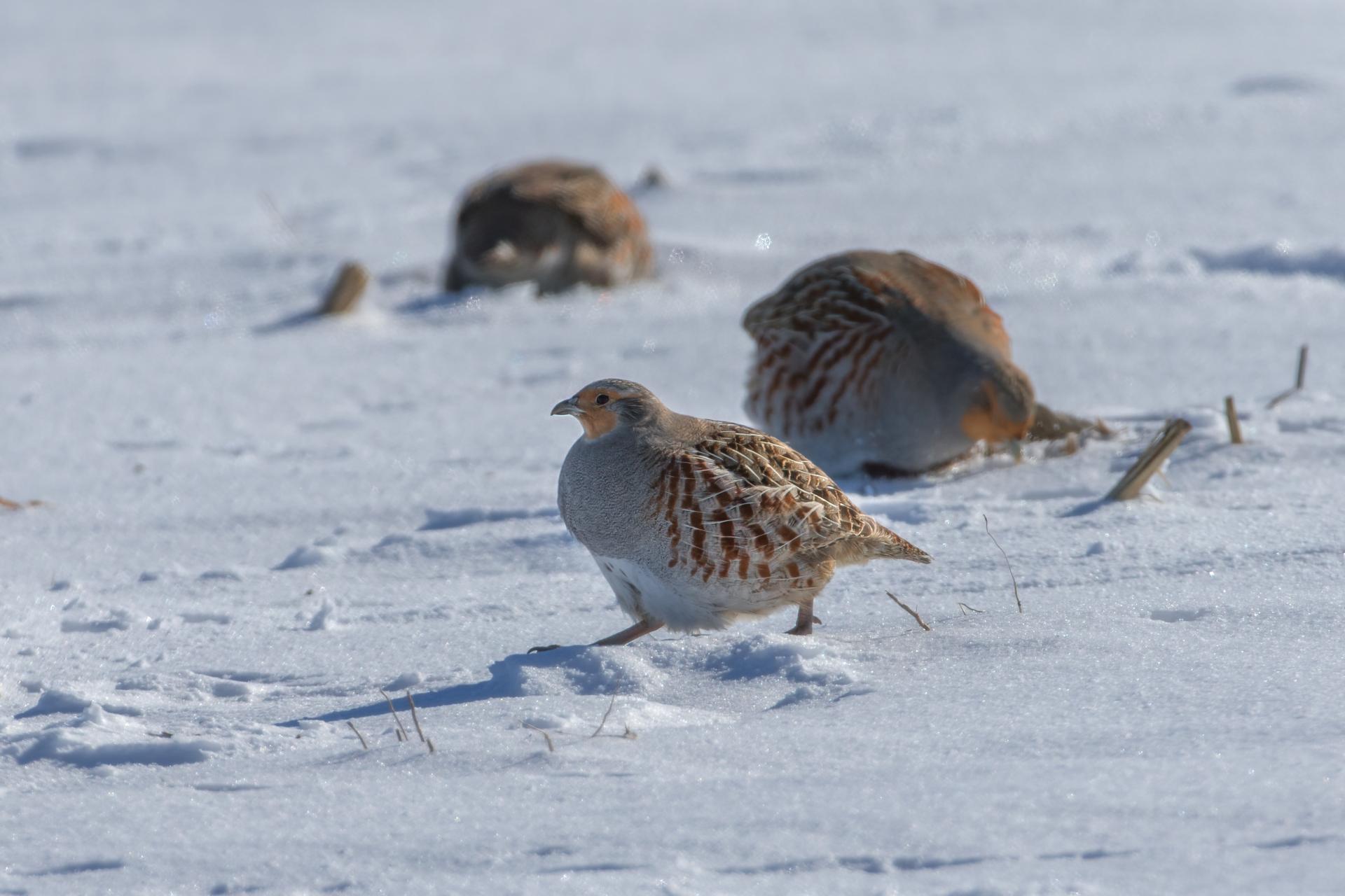perdrix-grise-gray-partridge