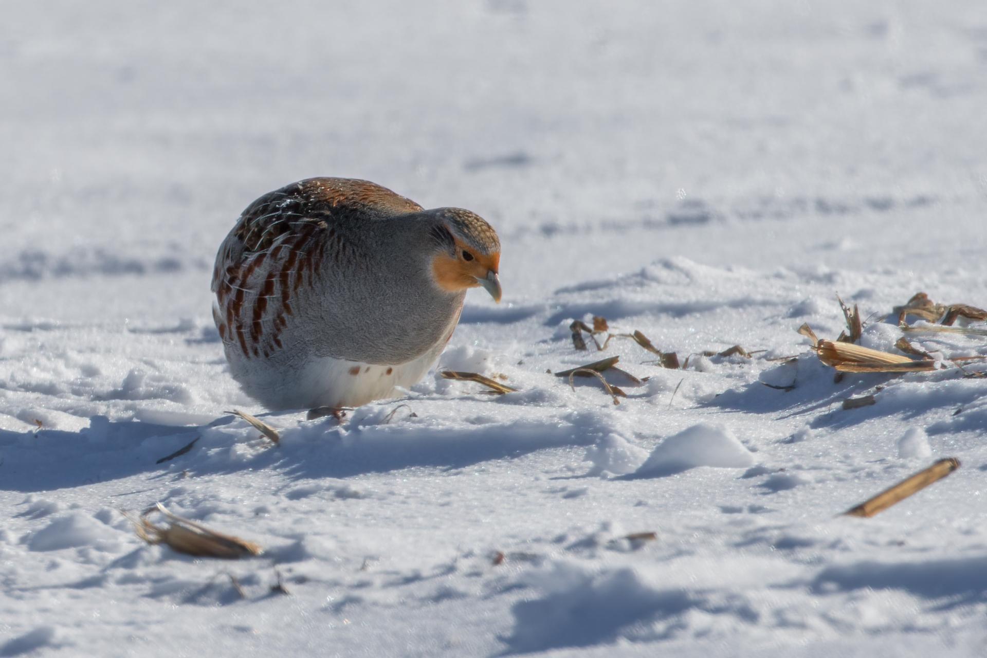 perdrix-grise-gray-partridge