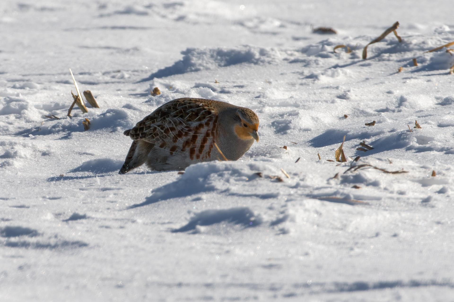 perdrix-grise-gray-partridge