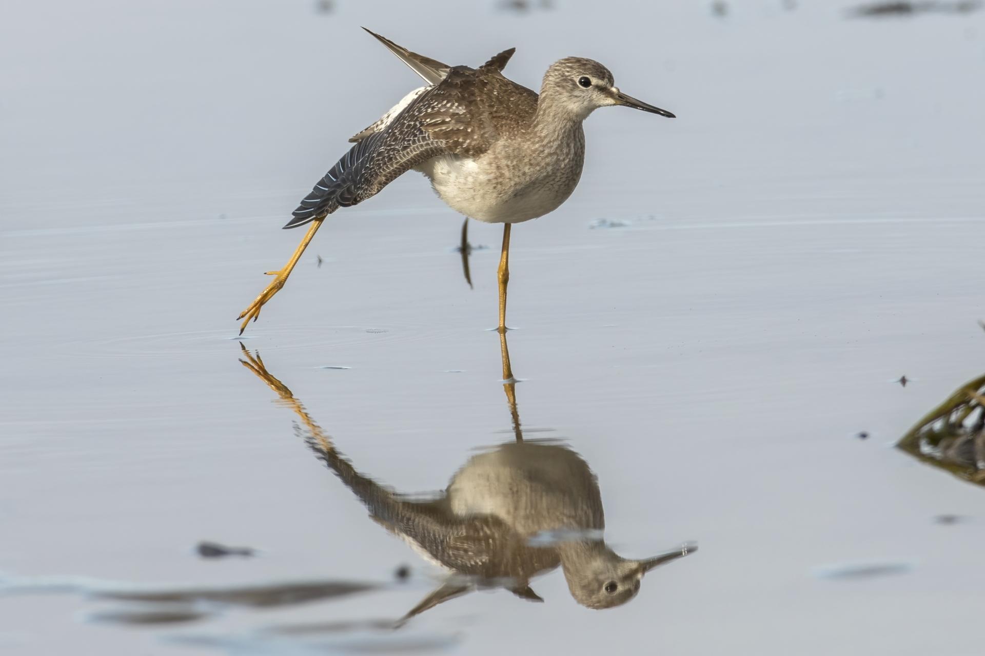 petit-chevalier-lesser-yellowlegs