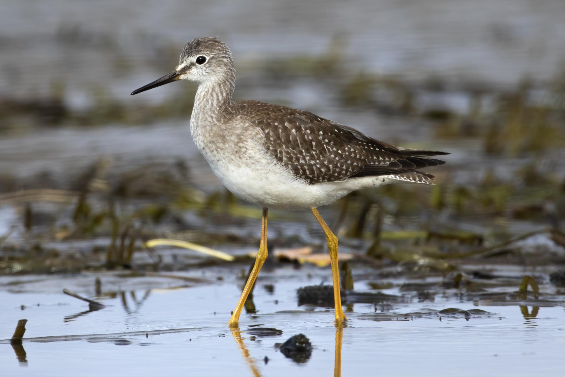 petit-chevalier-lesser-yellowlegs