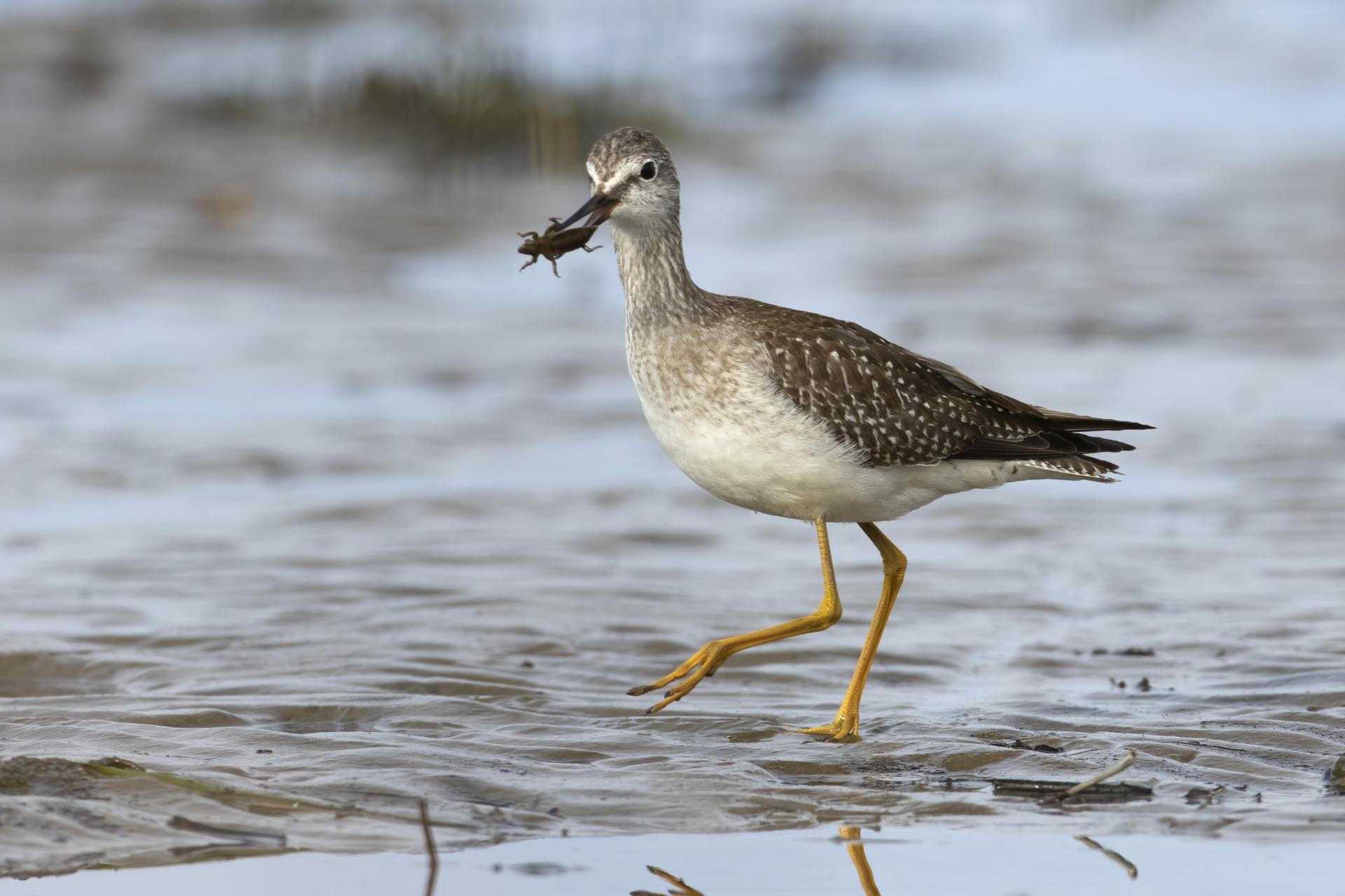 petit-chevalier-lesser-yellowlegs
