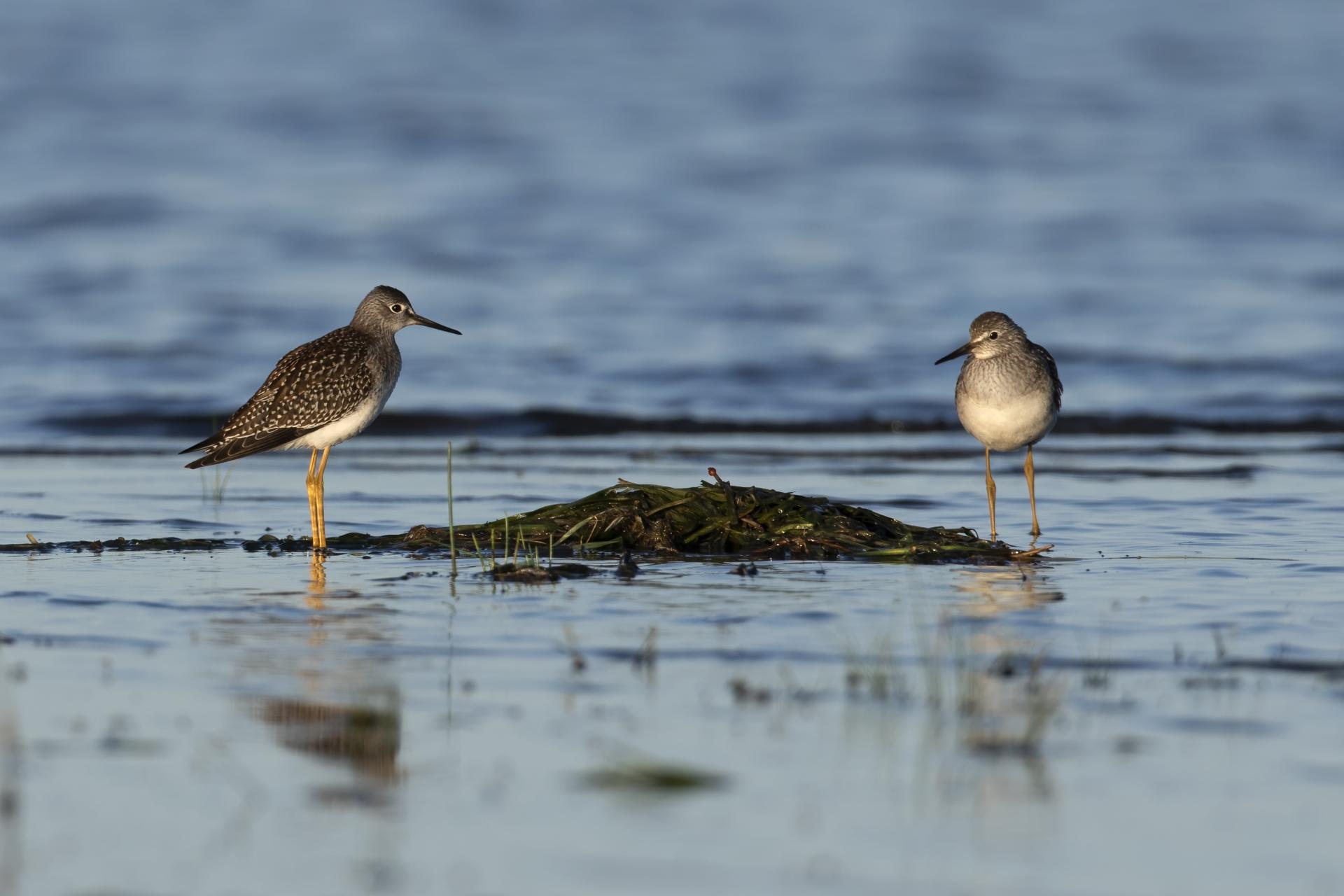 petit-chevalier-lesser-yellowlegs