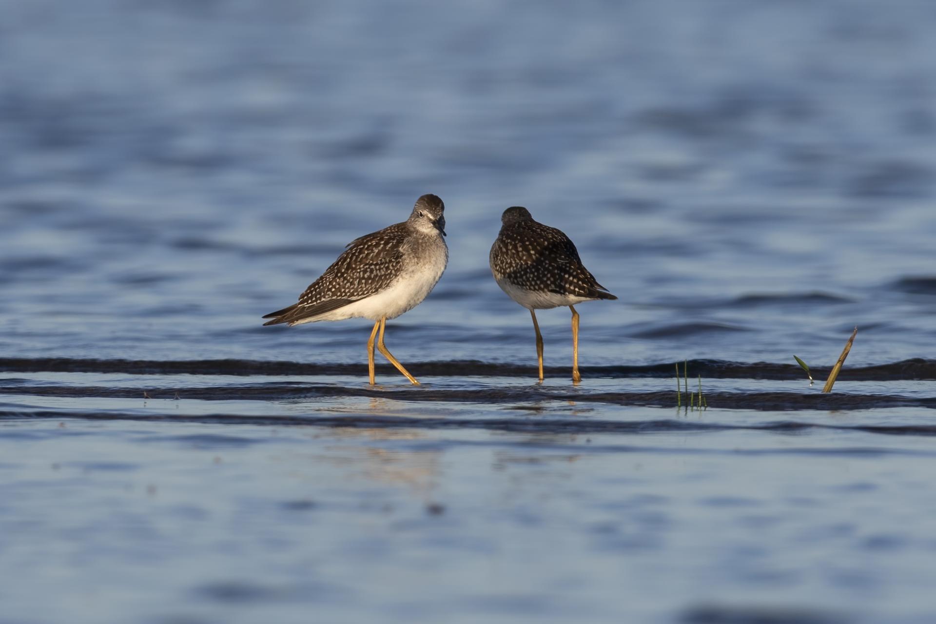 petit-chevalier-lesser-yellowlegs