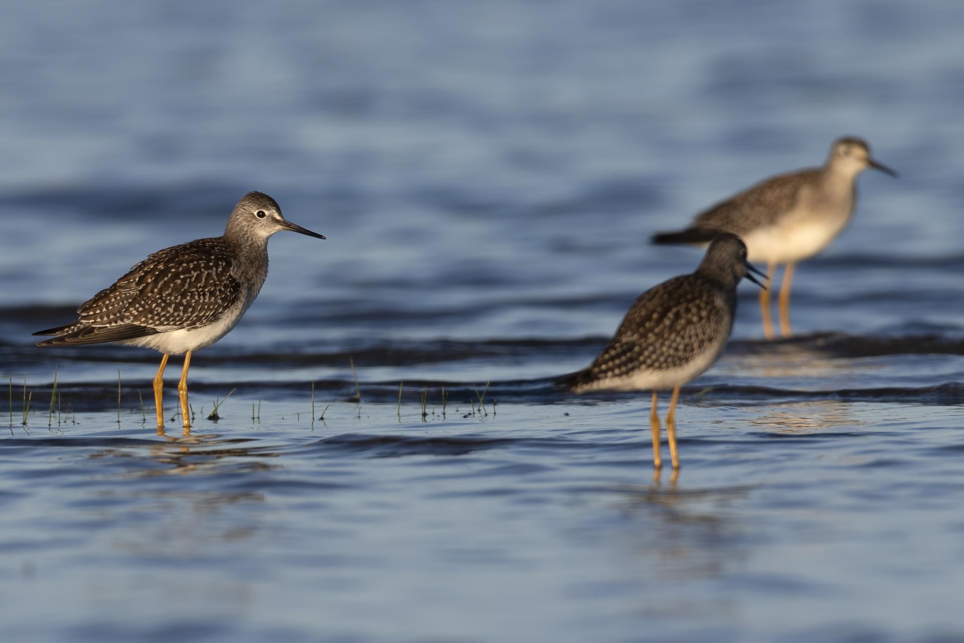 petit-chevalier-lesser-yellowlegs