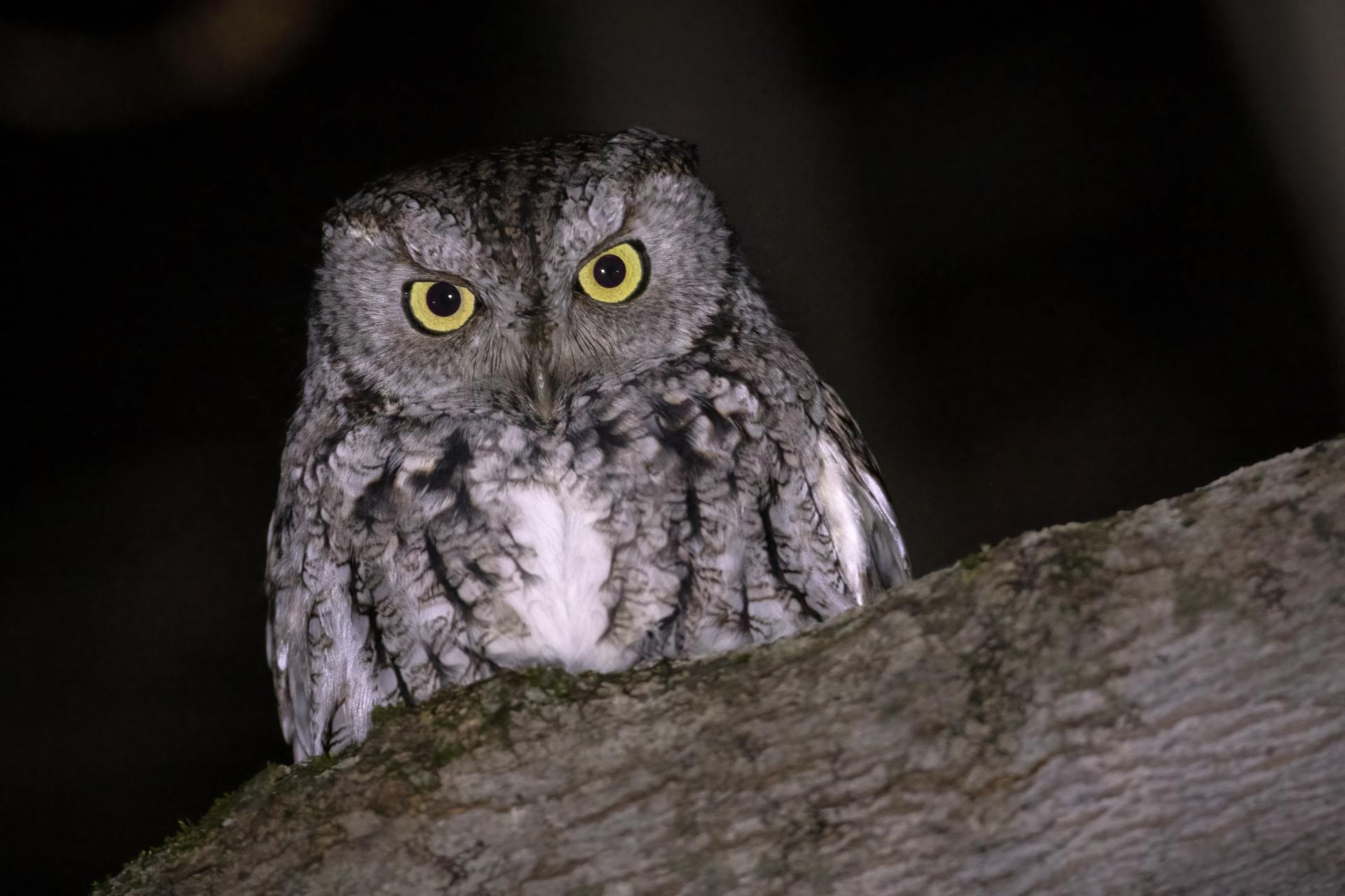petit-duc-macule-eastern-screech-owl