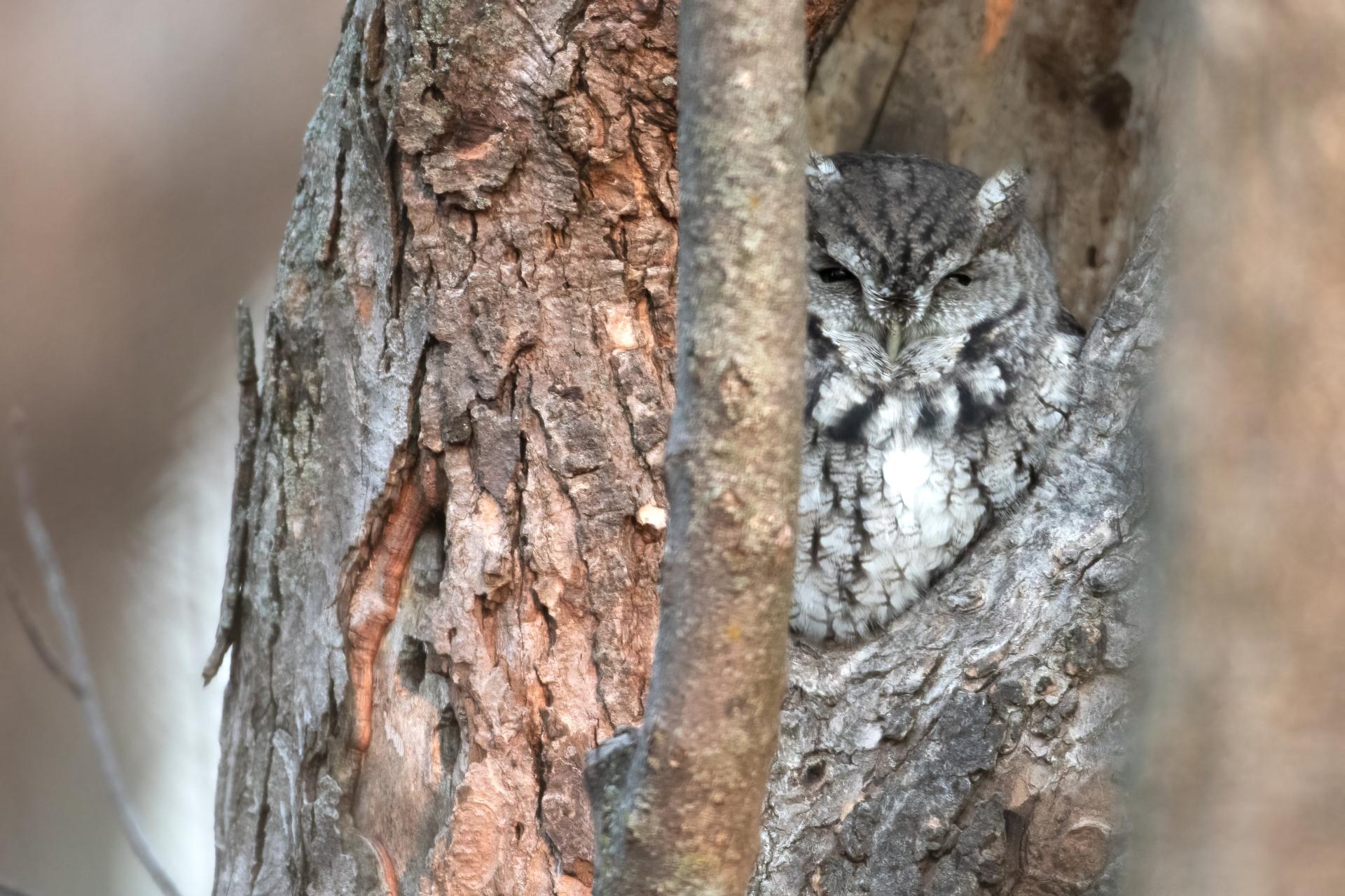 petit-duc-macule-eastern-screech-owl