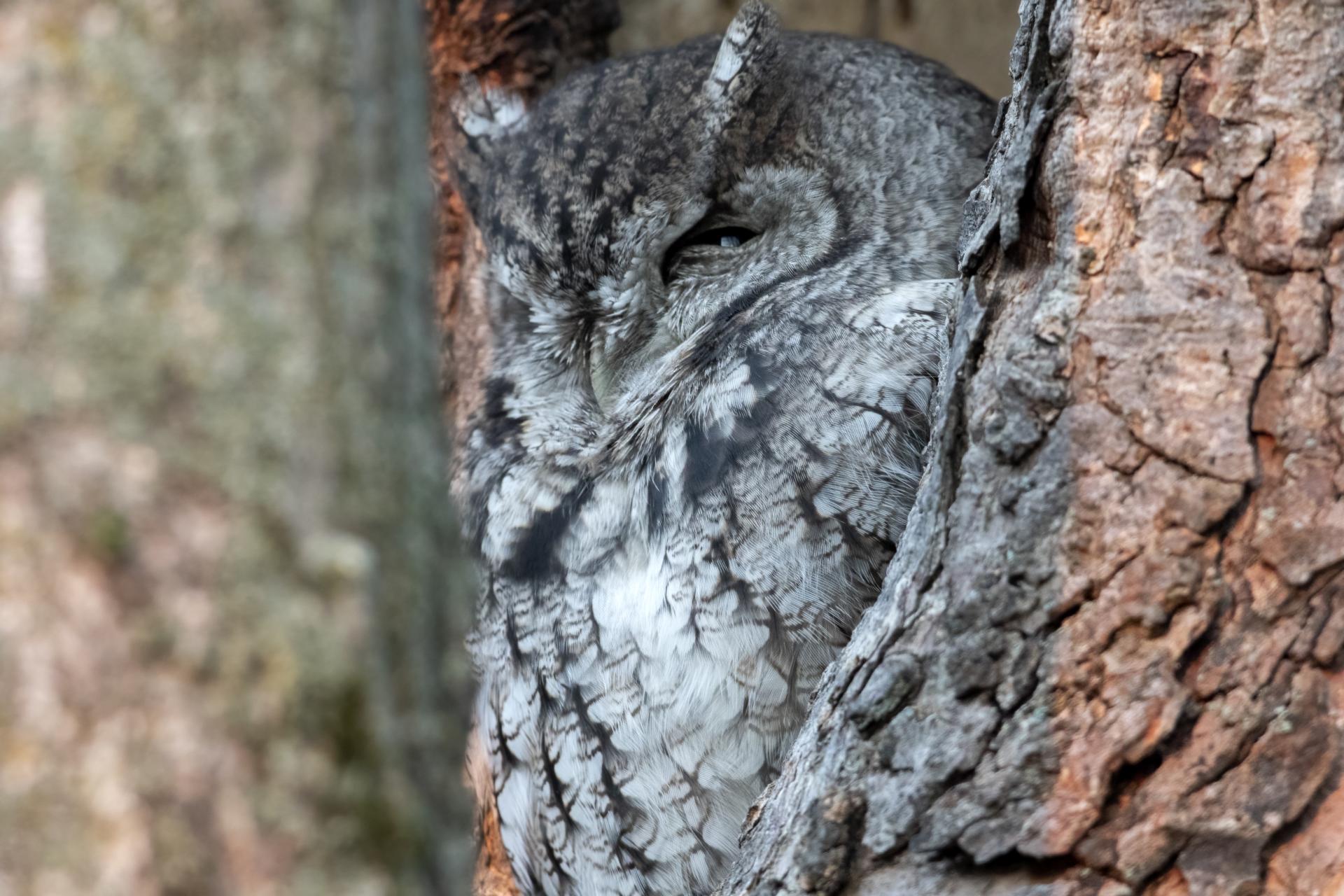 petit-duc-macule-eastern-screech-owl