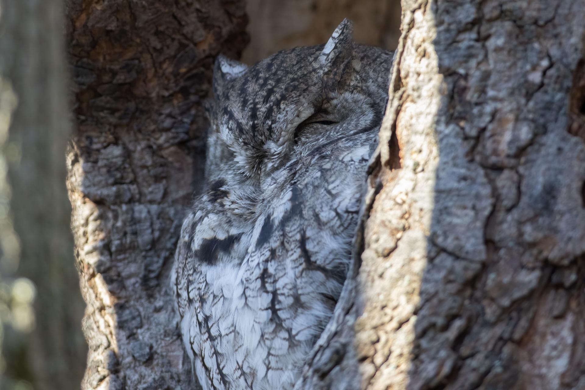 petit-duc-macule-eastern-screech-owl
