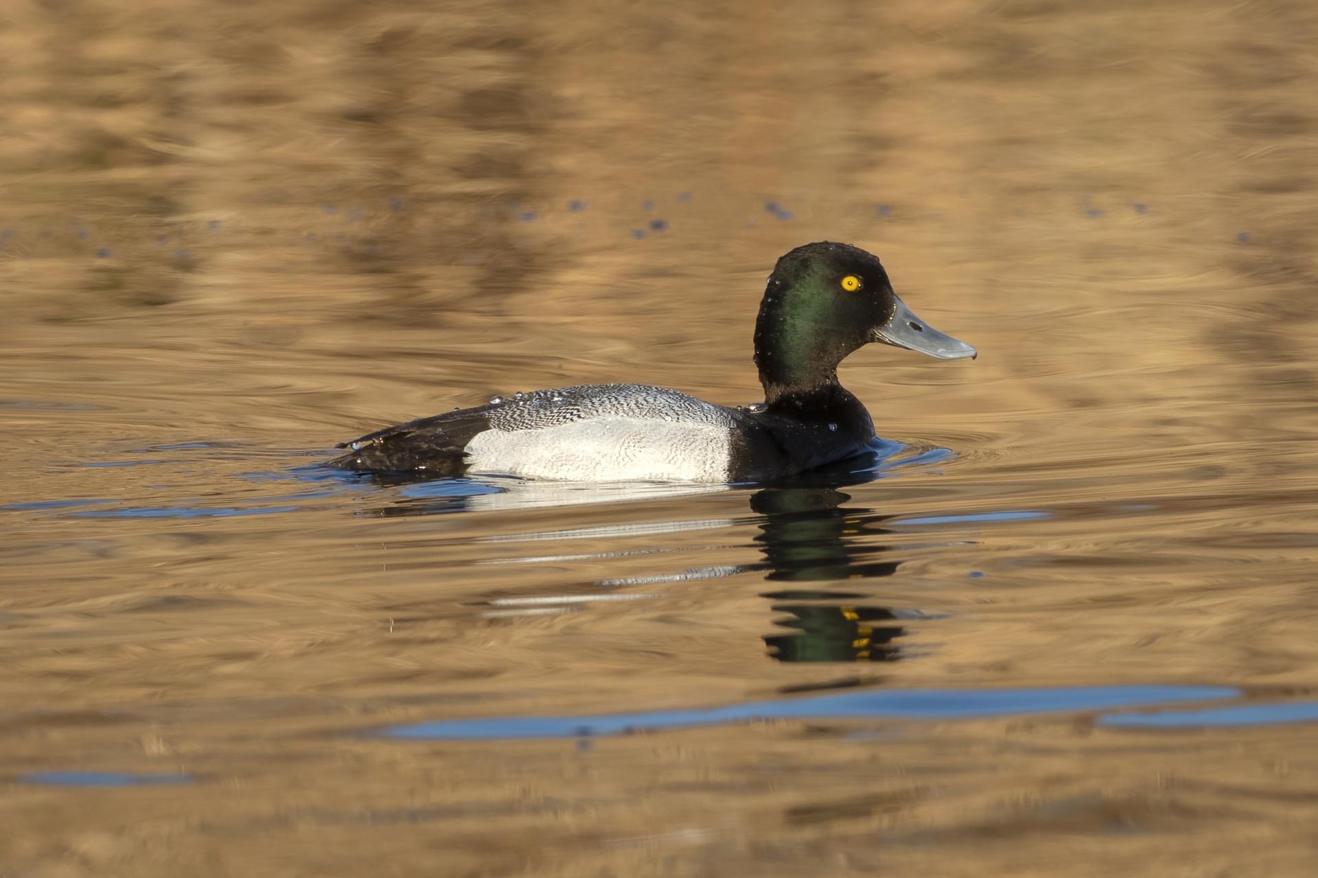 petit-fuligule-lesser-scaup