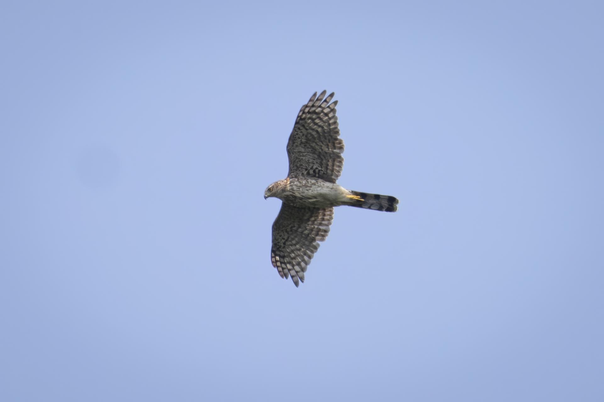 petite-buse-broad-winged-hawk