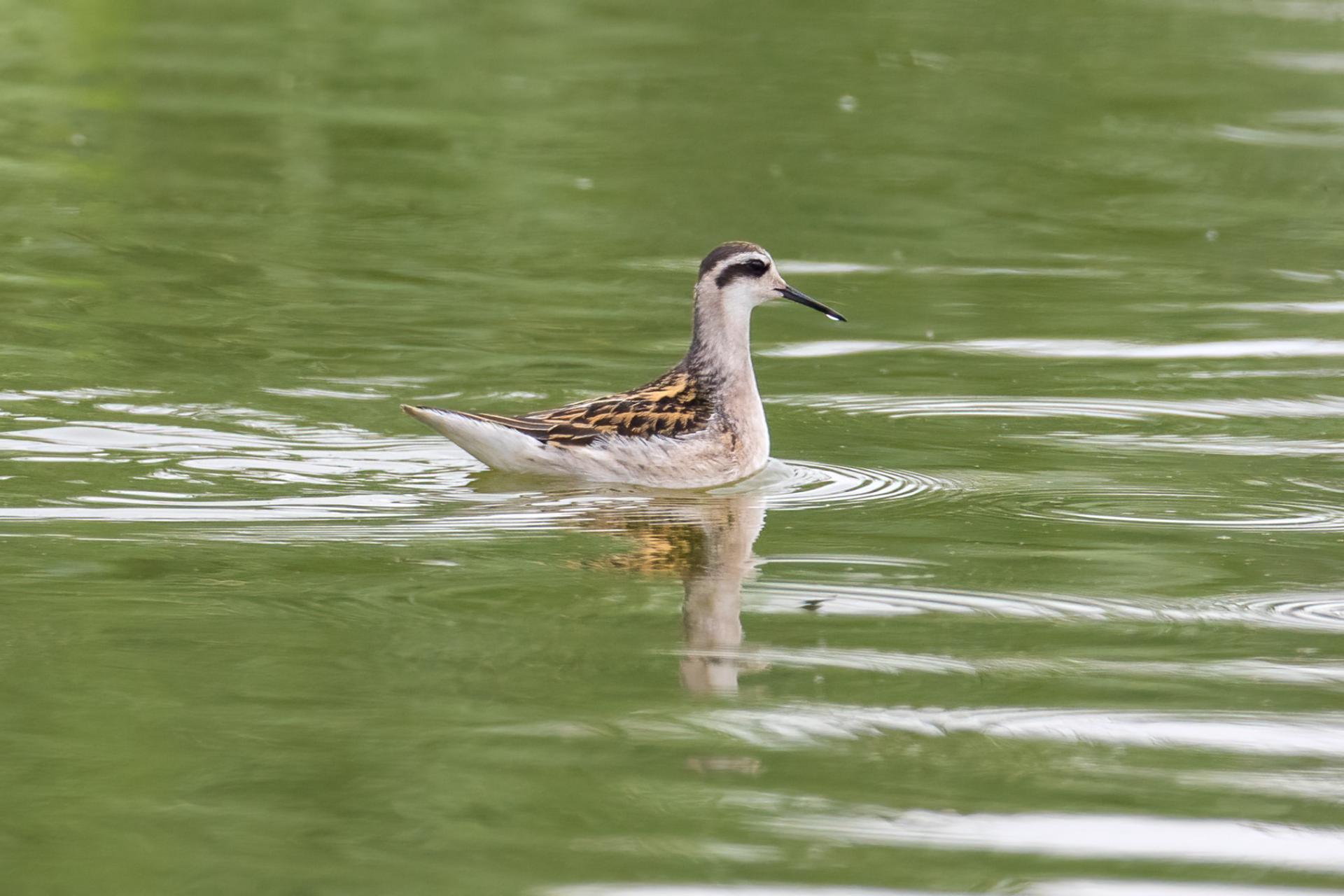 phalarope-a-bec-etroit