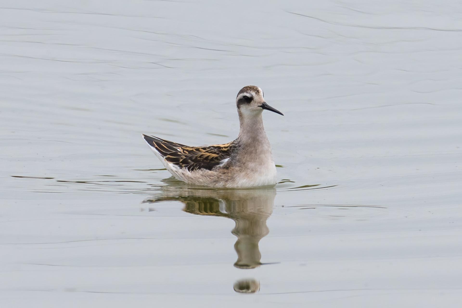 phalarope-a-bec-etroit