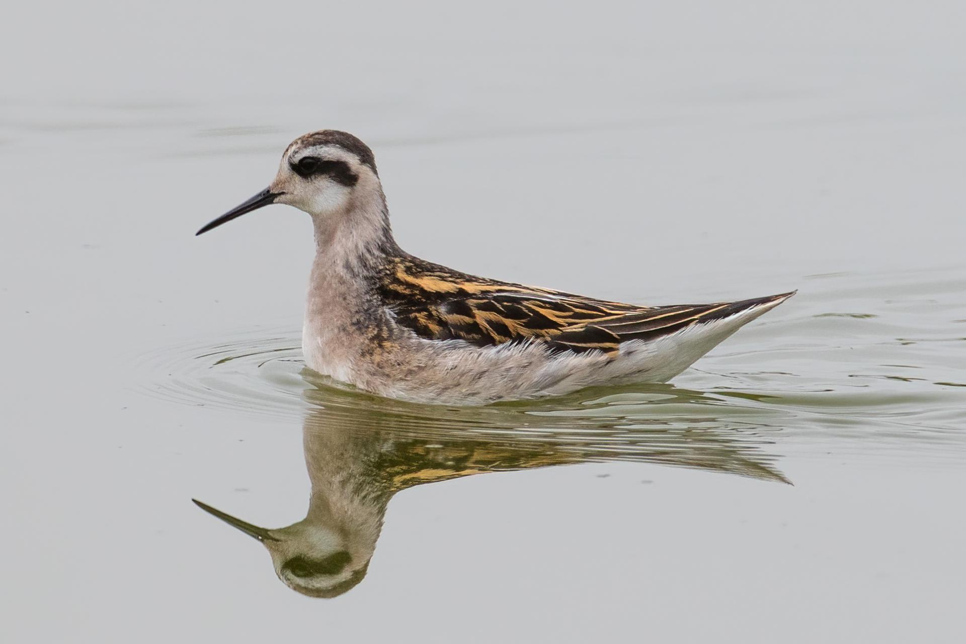 phalarope-a-bec-etroit