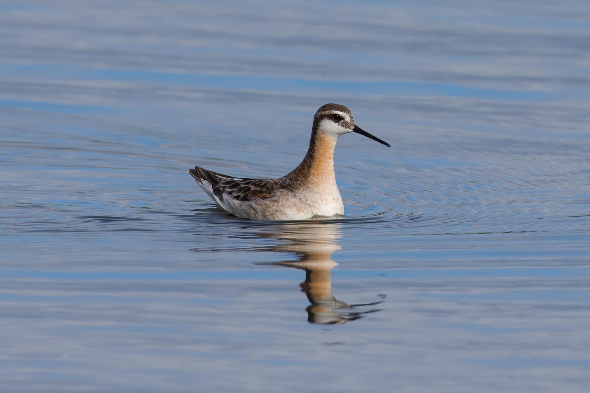phalarope-de-wilson