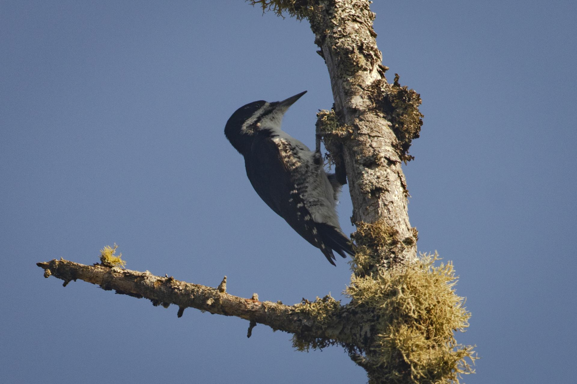 pic-a-dos-noir-black-backed-woodpecker