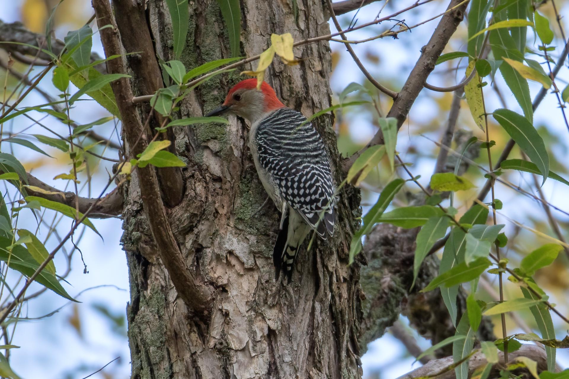 pic-a-ventre-roux-red-bellied-woodpecker