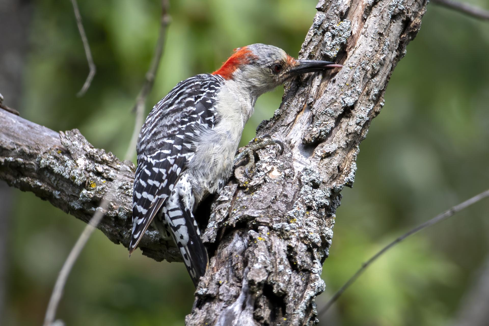 pic-a-ventre-roux-red-bellied-woodpecker