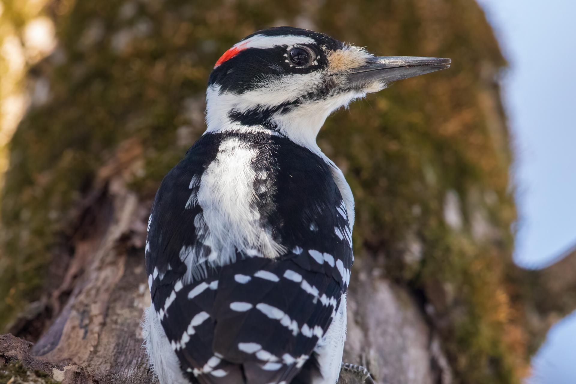 pic-chevelu-hairy-woodpecker
