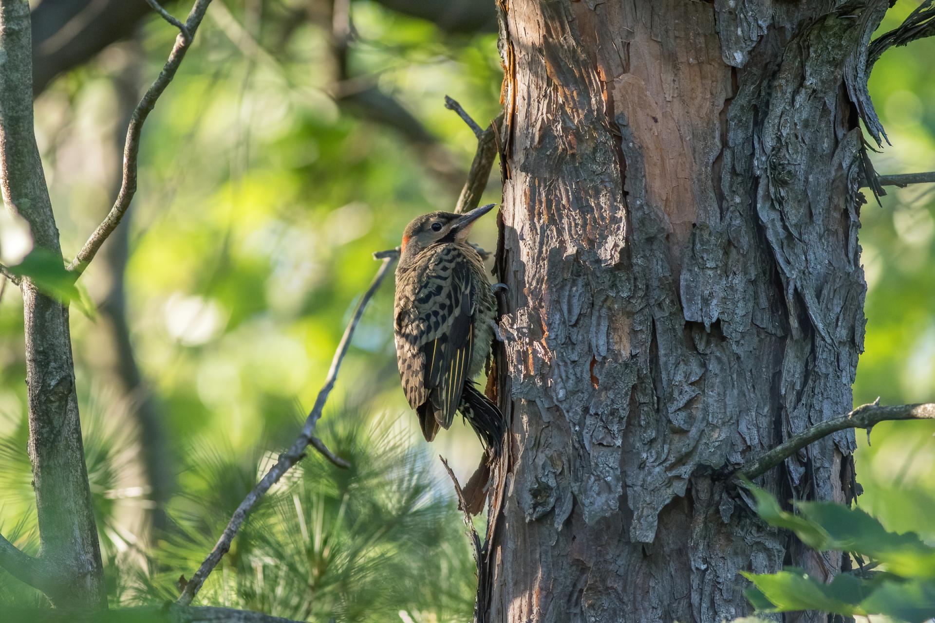 pic-flamboyant-Northern-flicker
