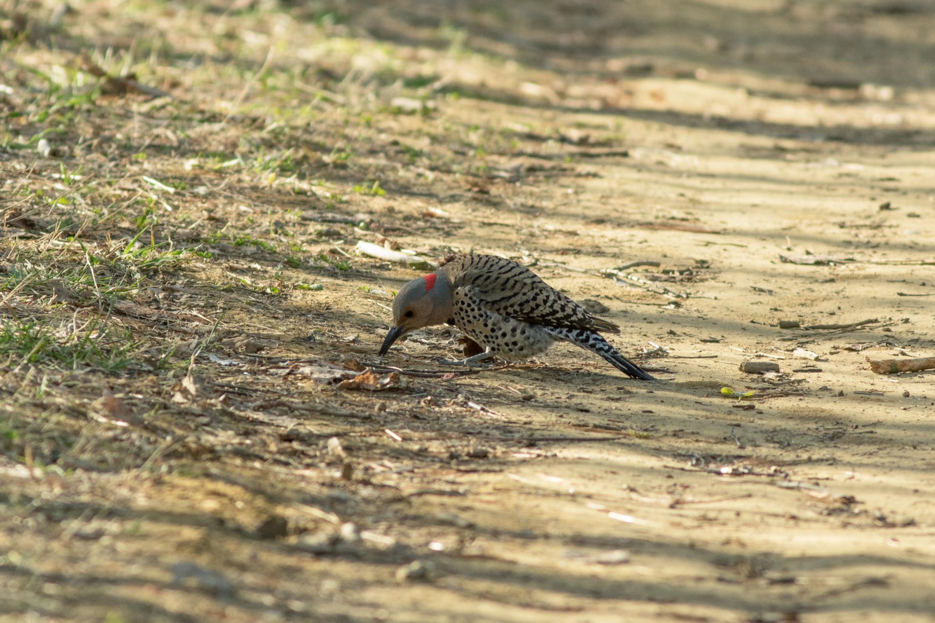 pic-flamboyant-Northern-flicker