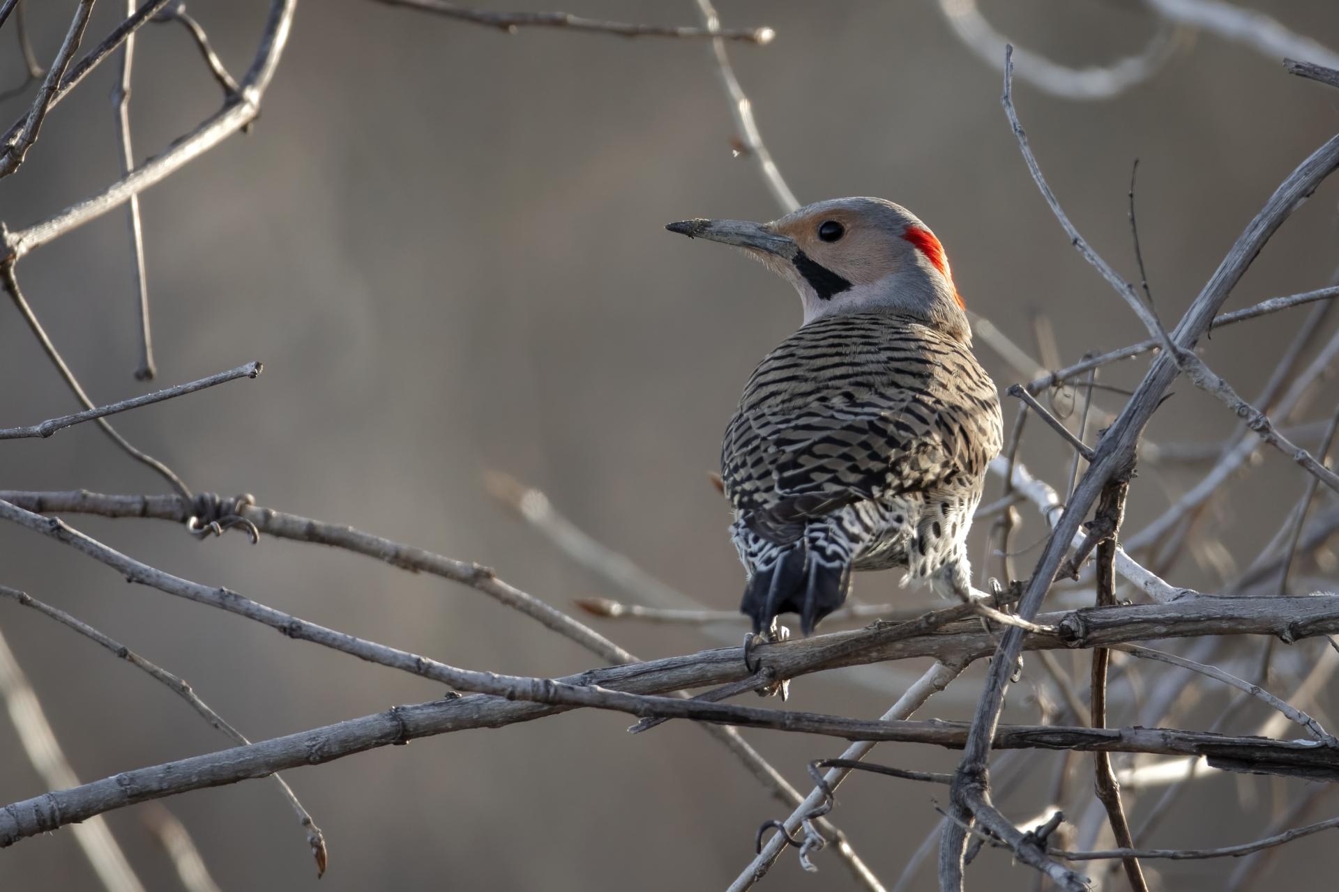 pic-flamboyant-Northern-flicker