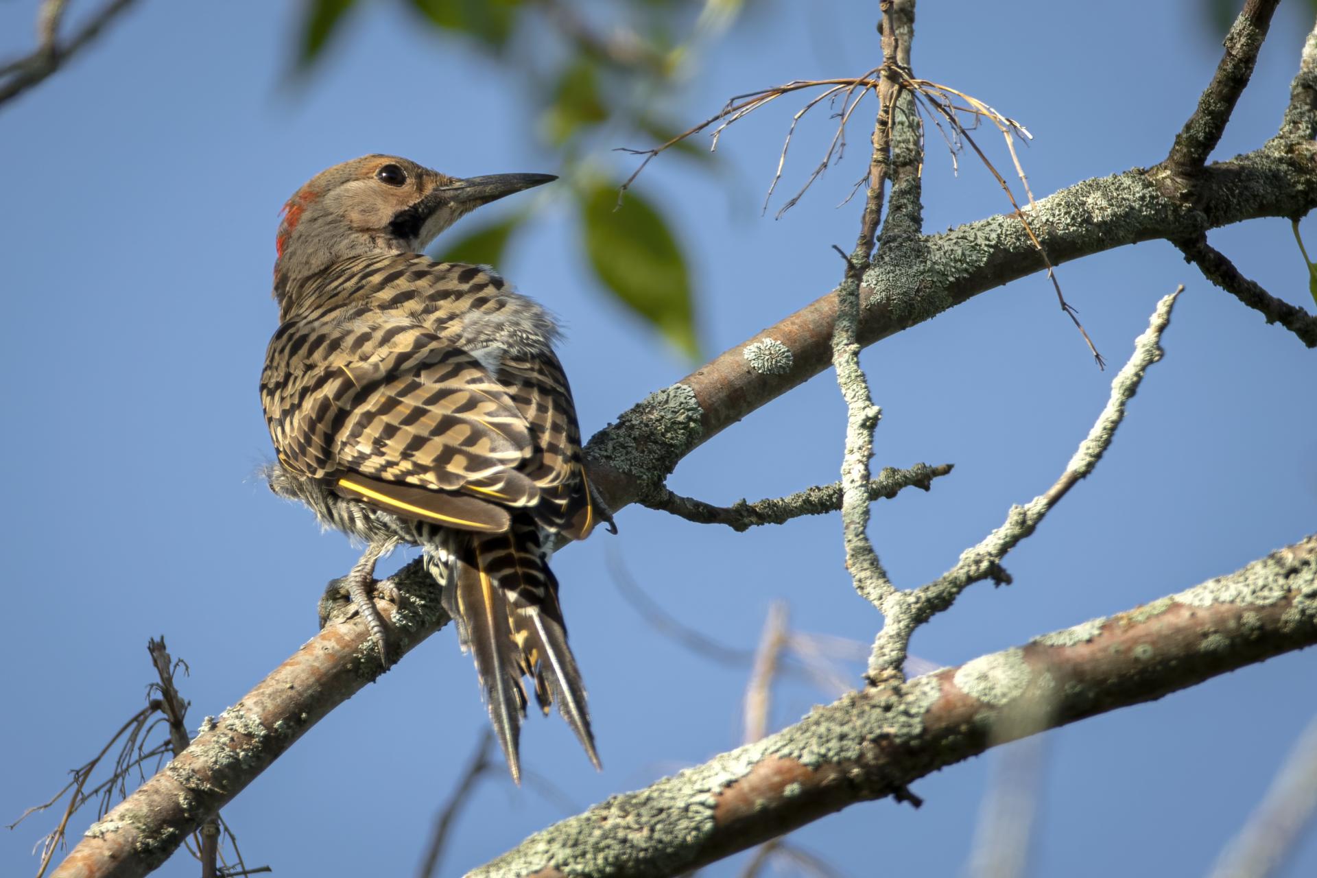 pic-flamboyant-Northern-flicker