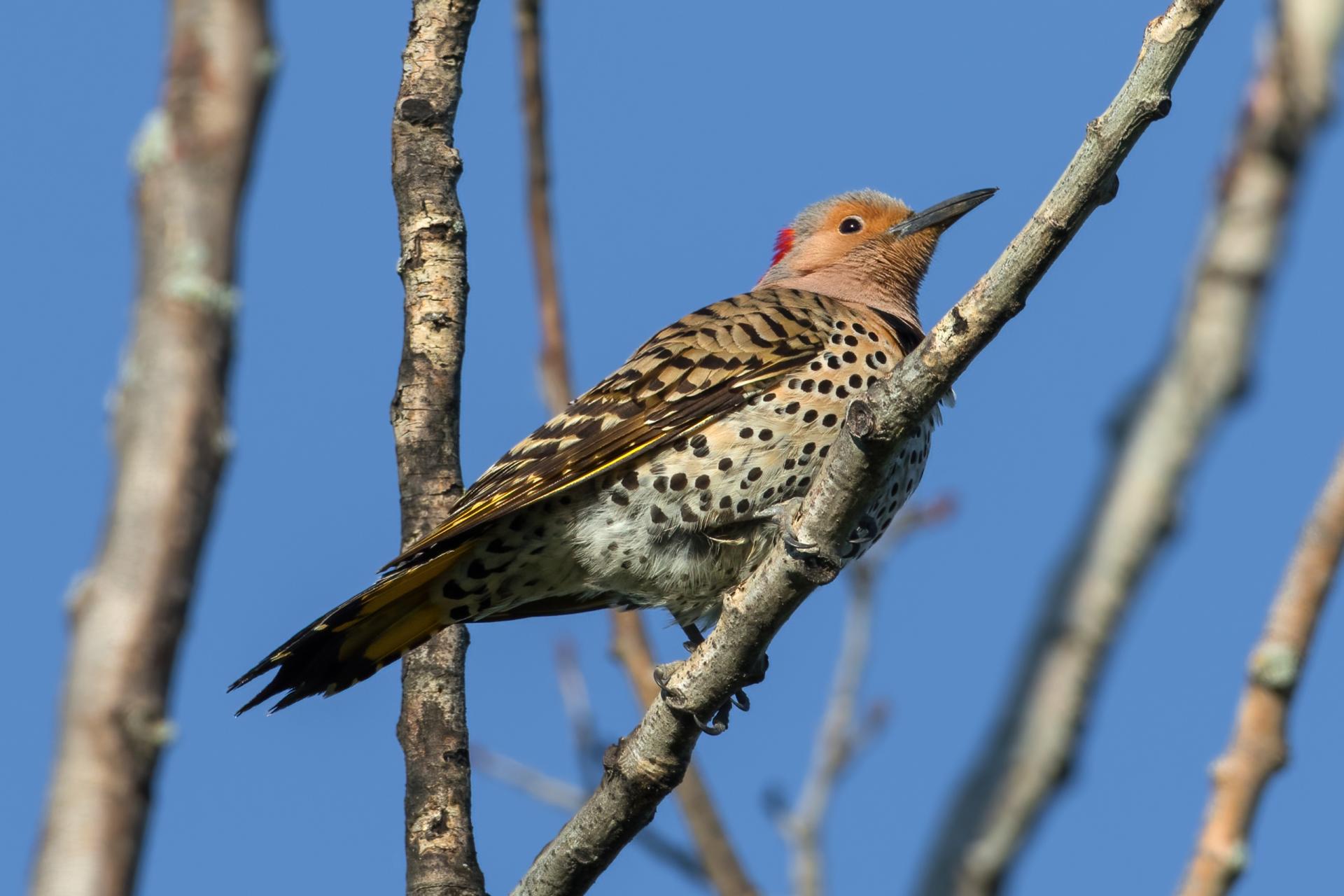 pic-flamboyant-Northern-flicker