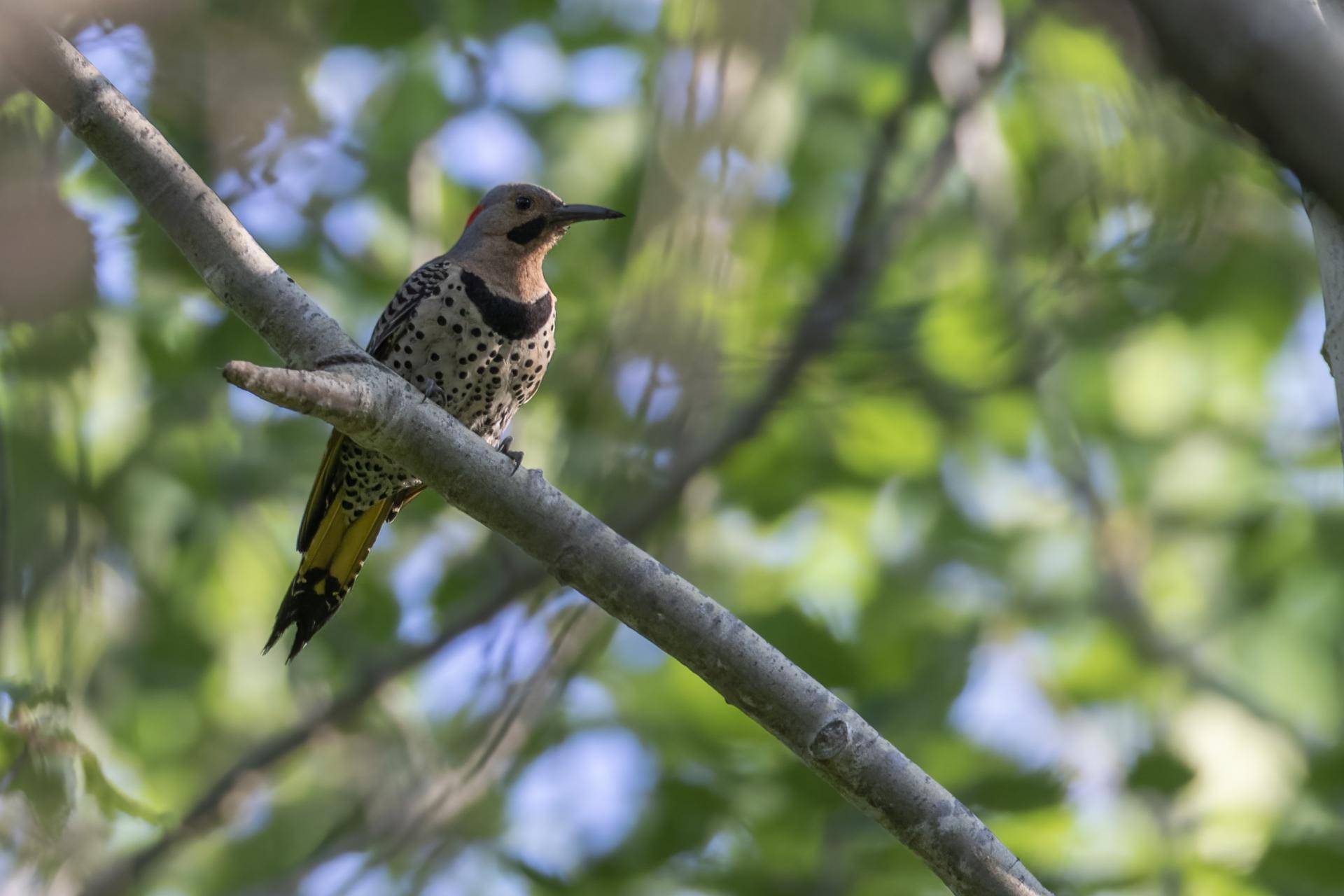 pic-flamboyant-Northern-flicker