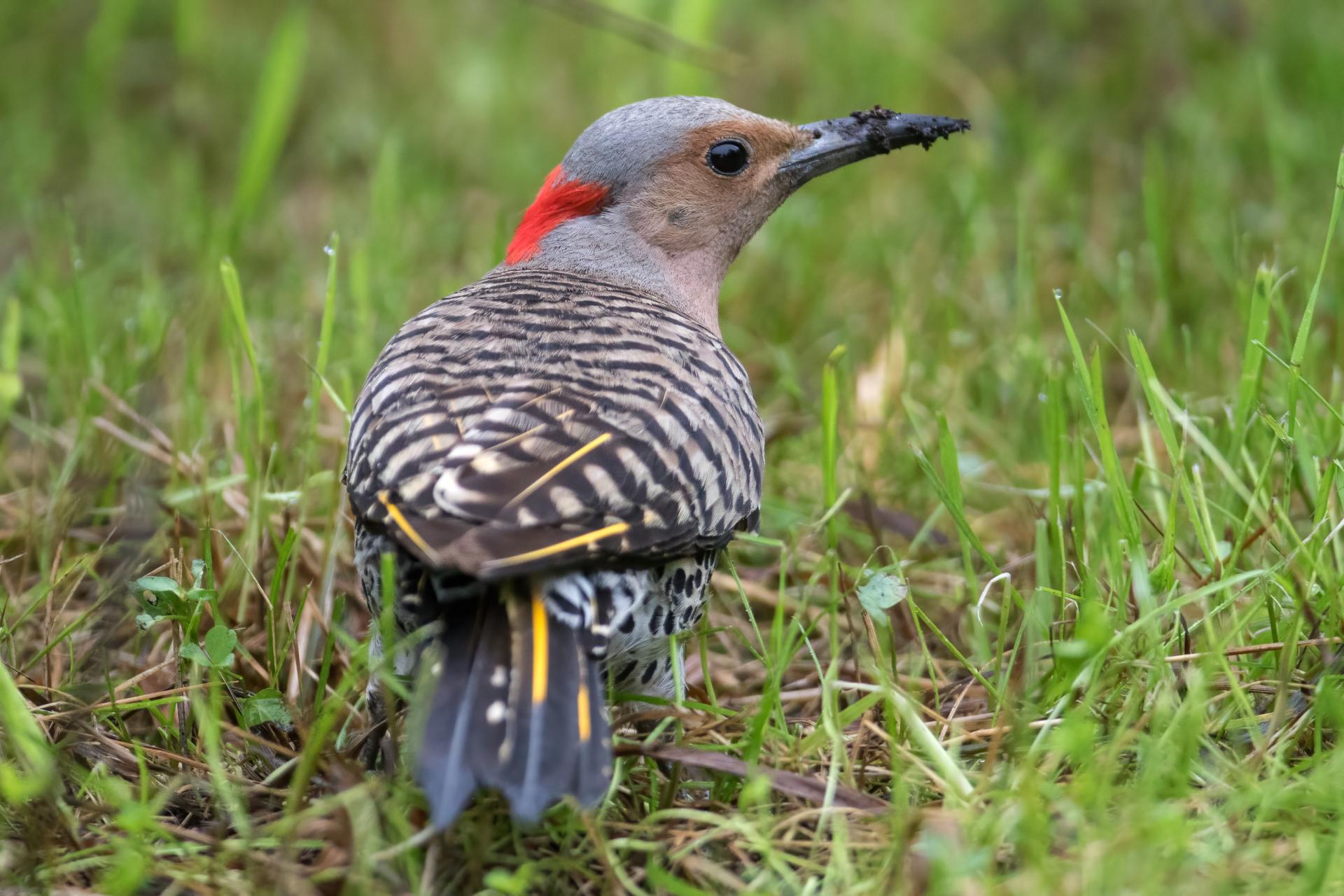 pic-flamboyant-Northern-flicker