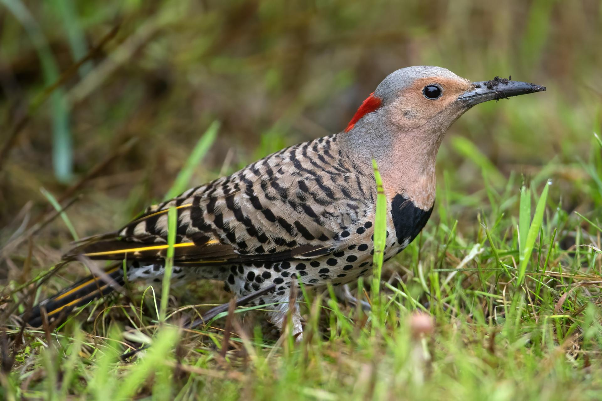 pic-flamboyant-Northern-flicker