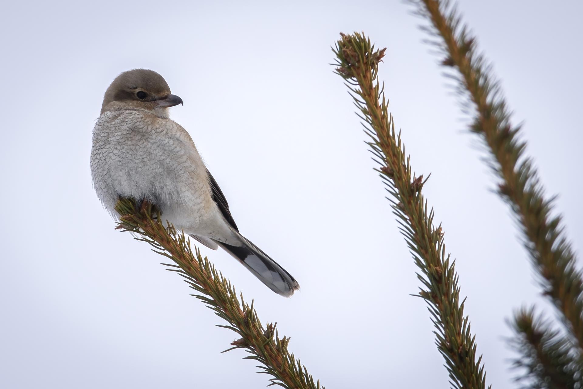 pie-grieche-boreale-Northern-shrike