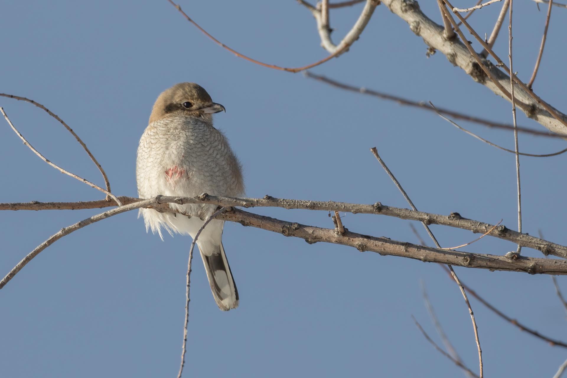 pie-grieche-boreale-Northern-shrike