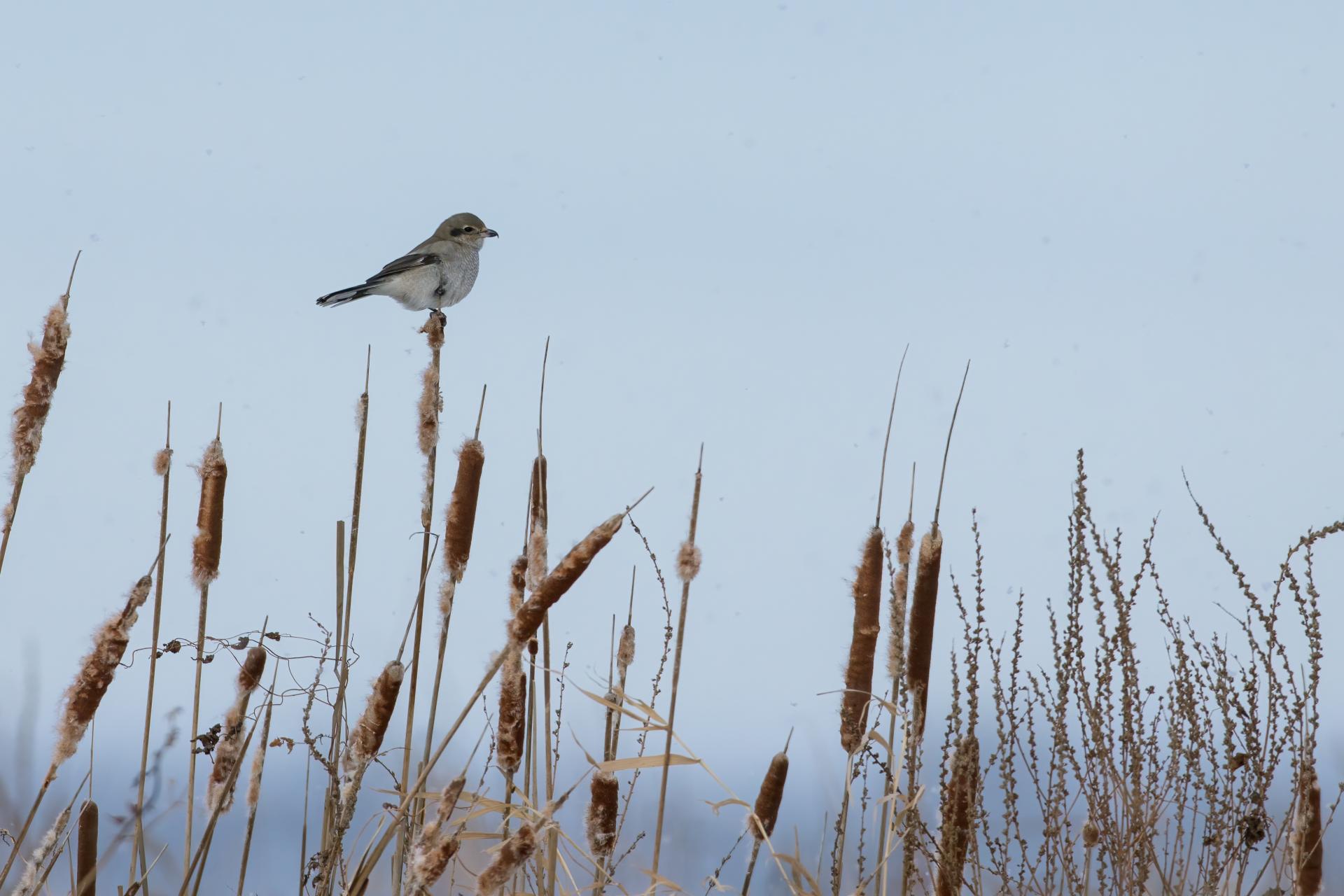 pie-grieche-boreale-Northern-shrike