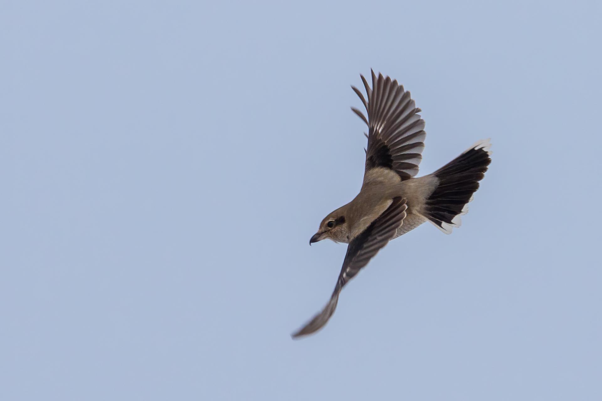 pie-grieche-boreale-Northern-shrike