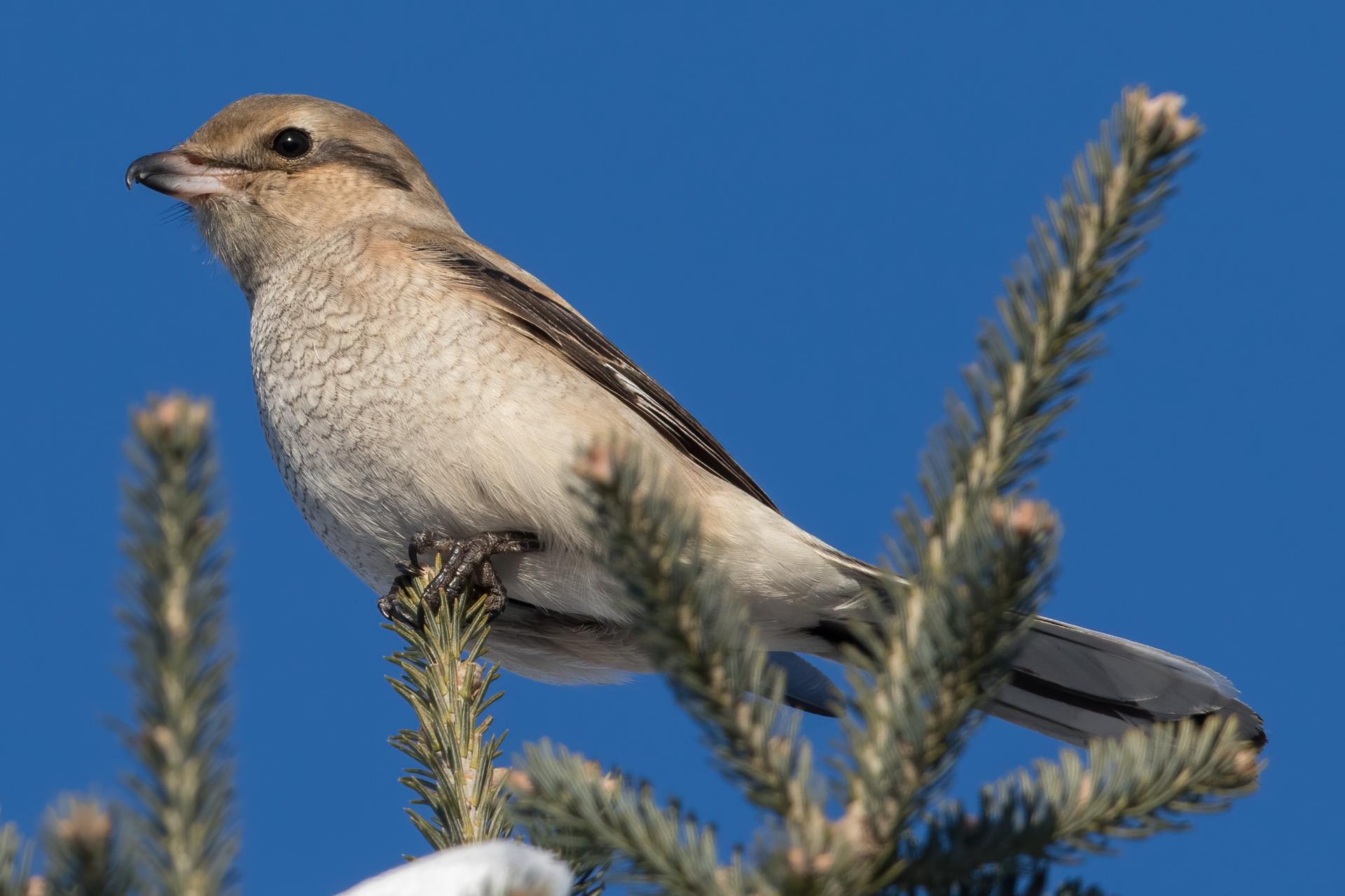 pie-grieche-boreale-Northern-shrike