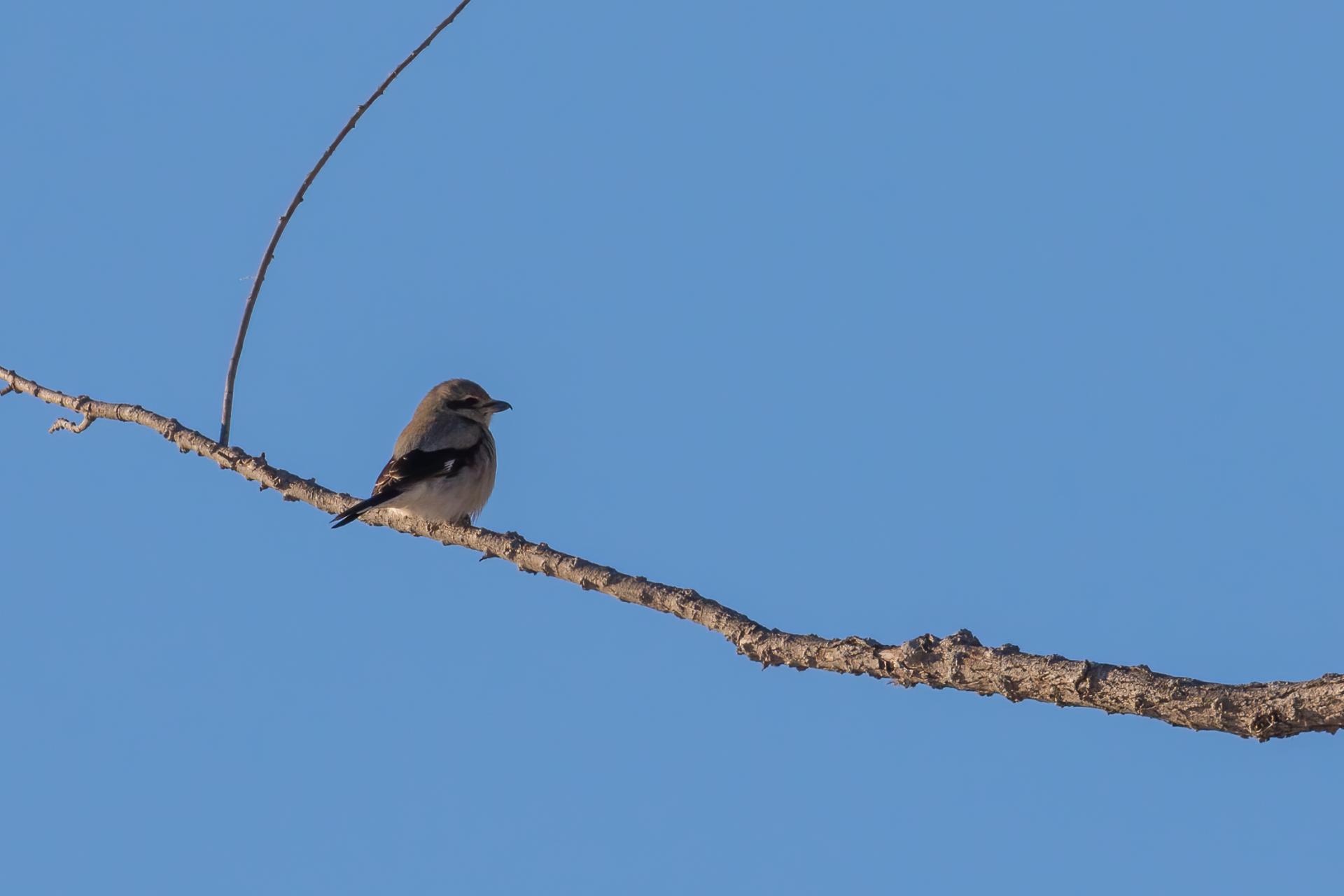 pie-grieche-boreale-Northern-shrike