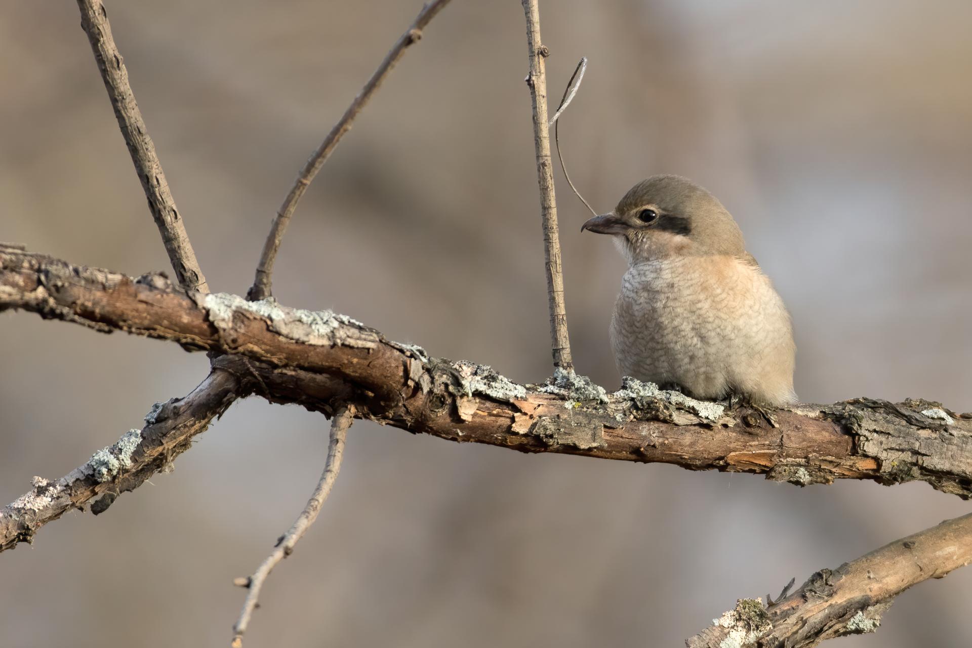 pie-grieche-boreale-Northern-shrike