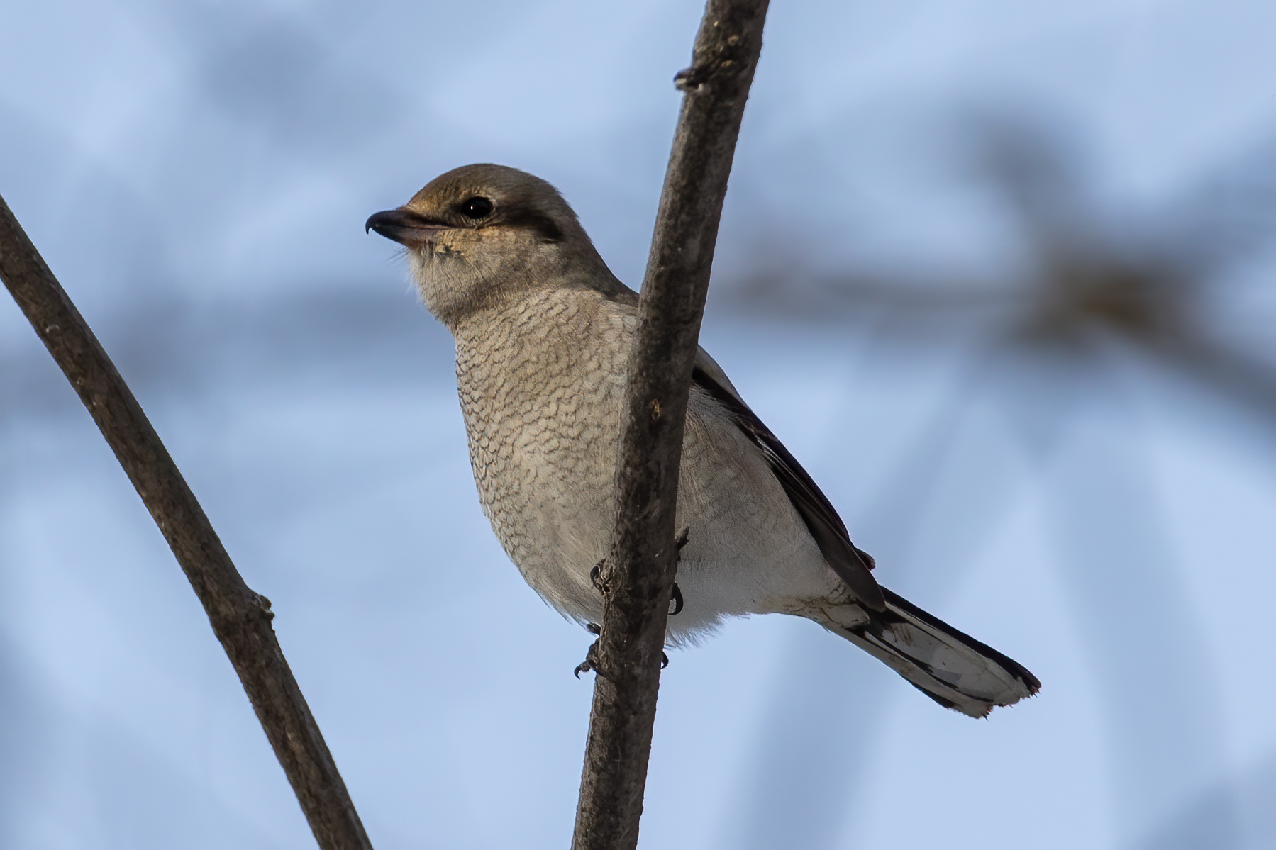 pie-grieche-boreale-Northern-shrike