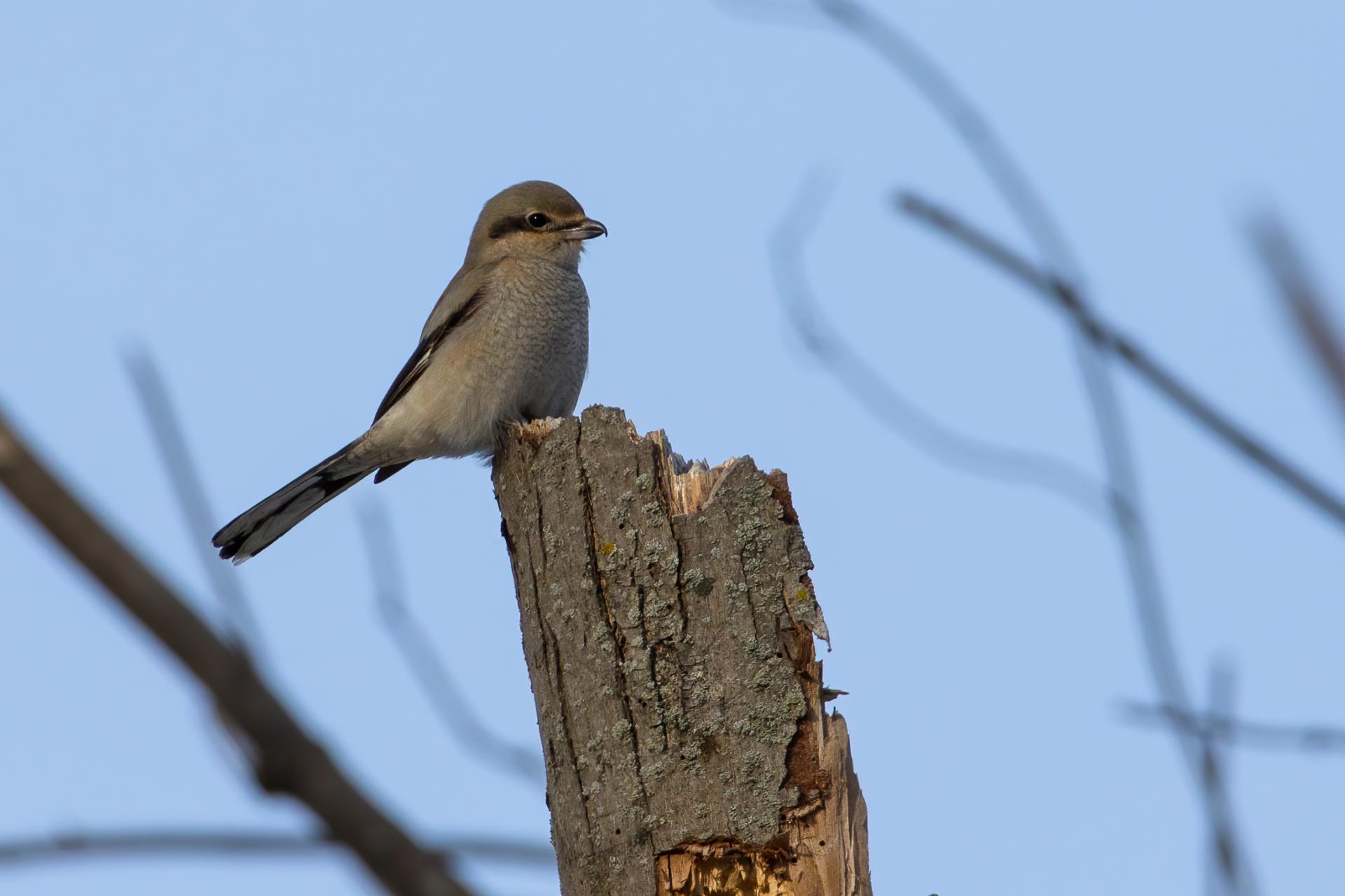 pie-grieche-boreale-Northern-shrike