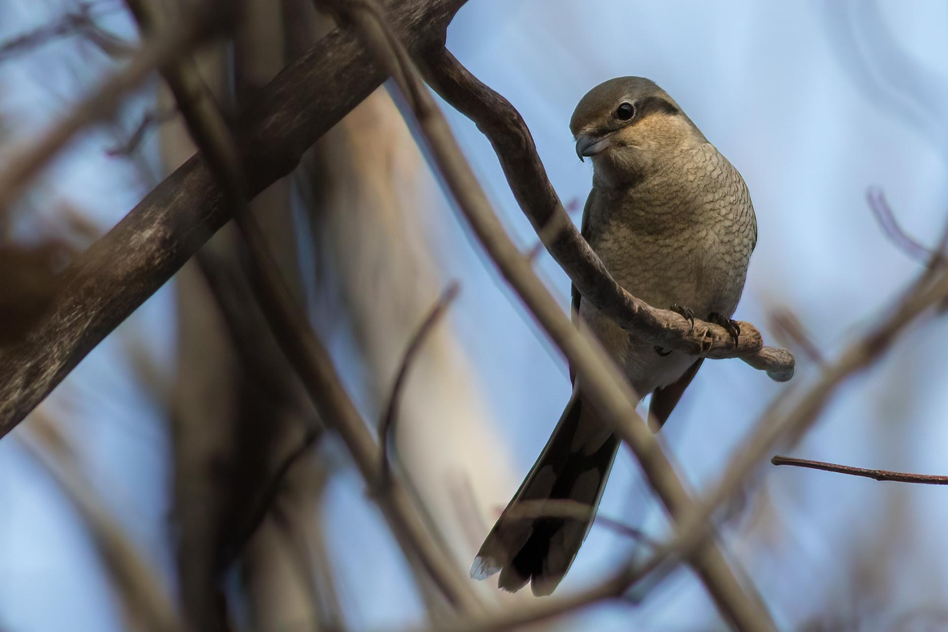 pie-grieche-boreale-Northern-shrike