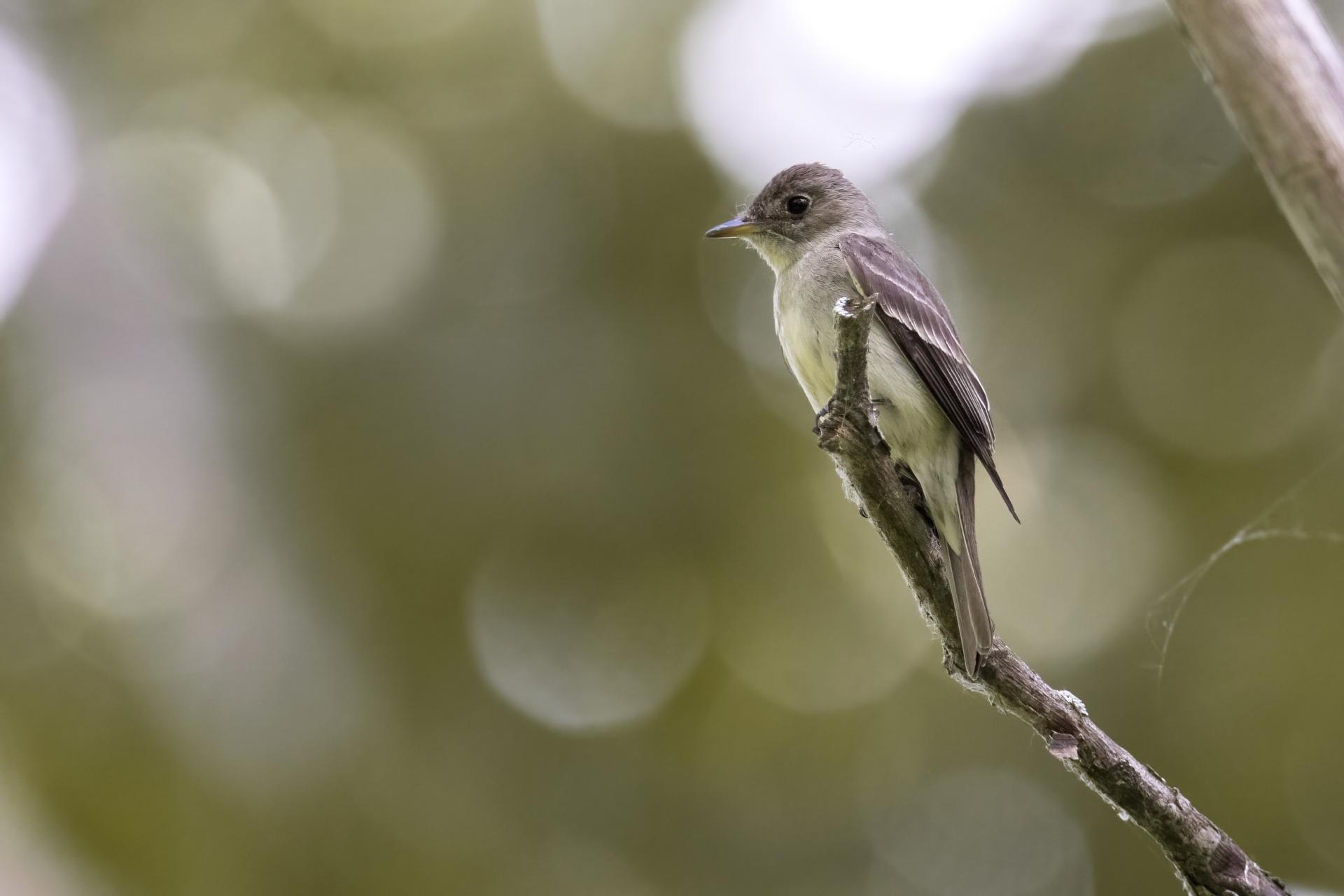pioui-de-l-est-Eastern-wood-pewee