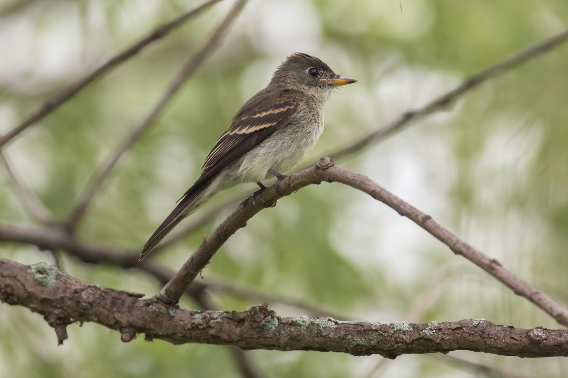 pioui-de-l-est-Eastern-wood-pewee