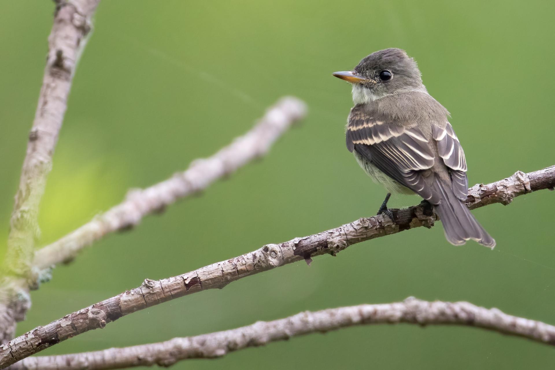 pioui-de-l-est-Eastern-wood-pewee