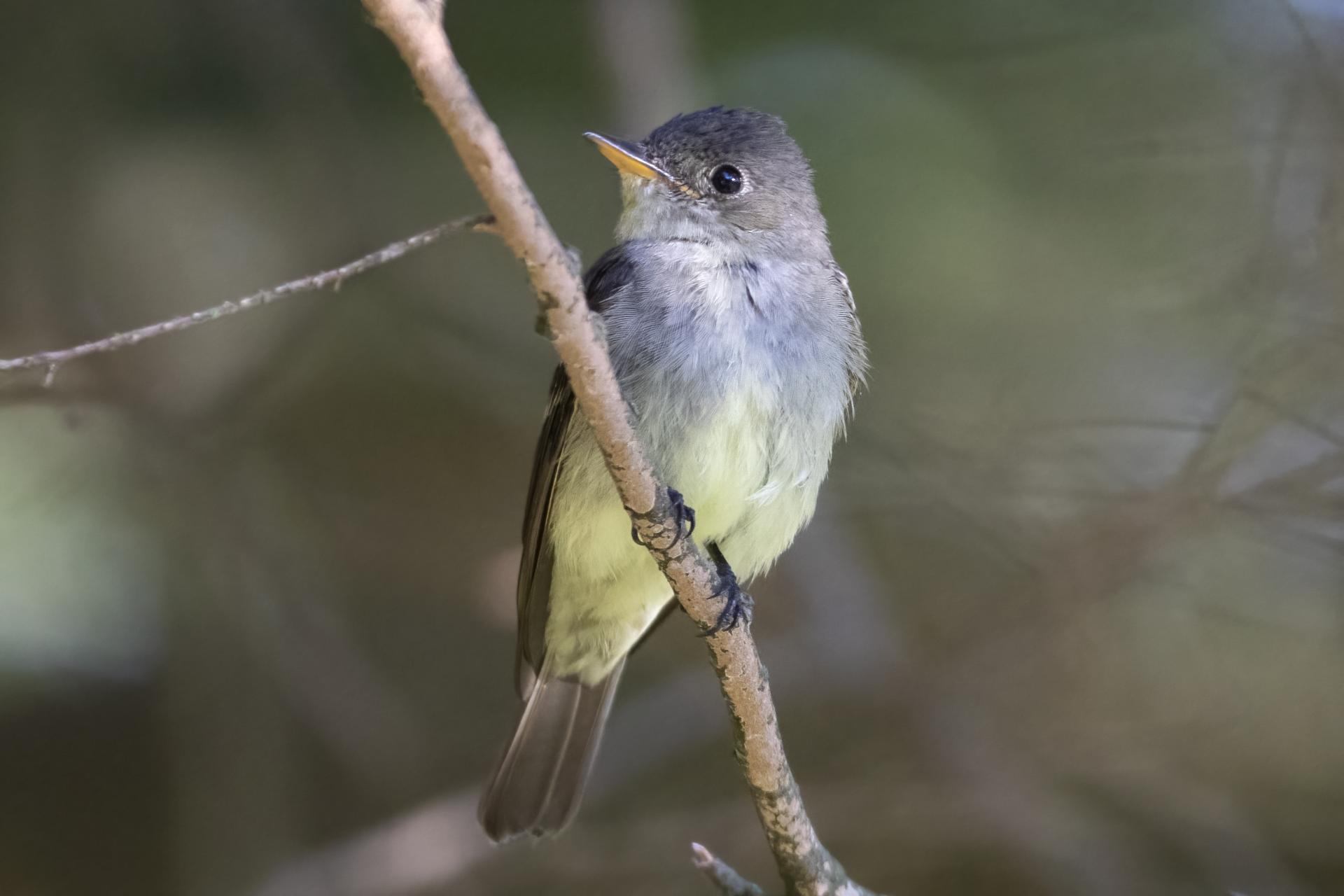pioui-de-l-est-Eastern-wood-pewee