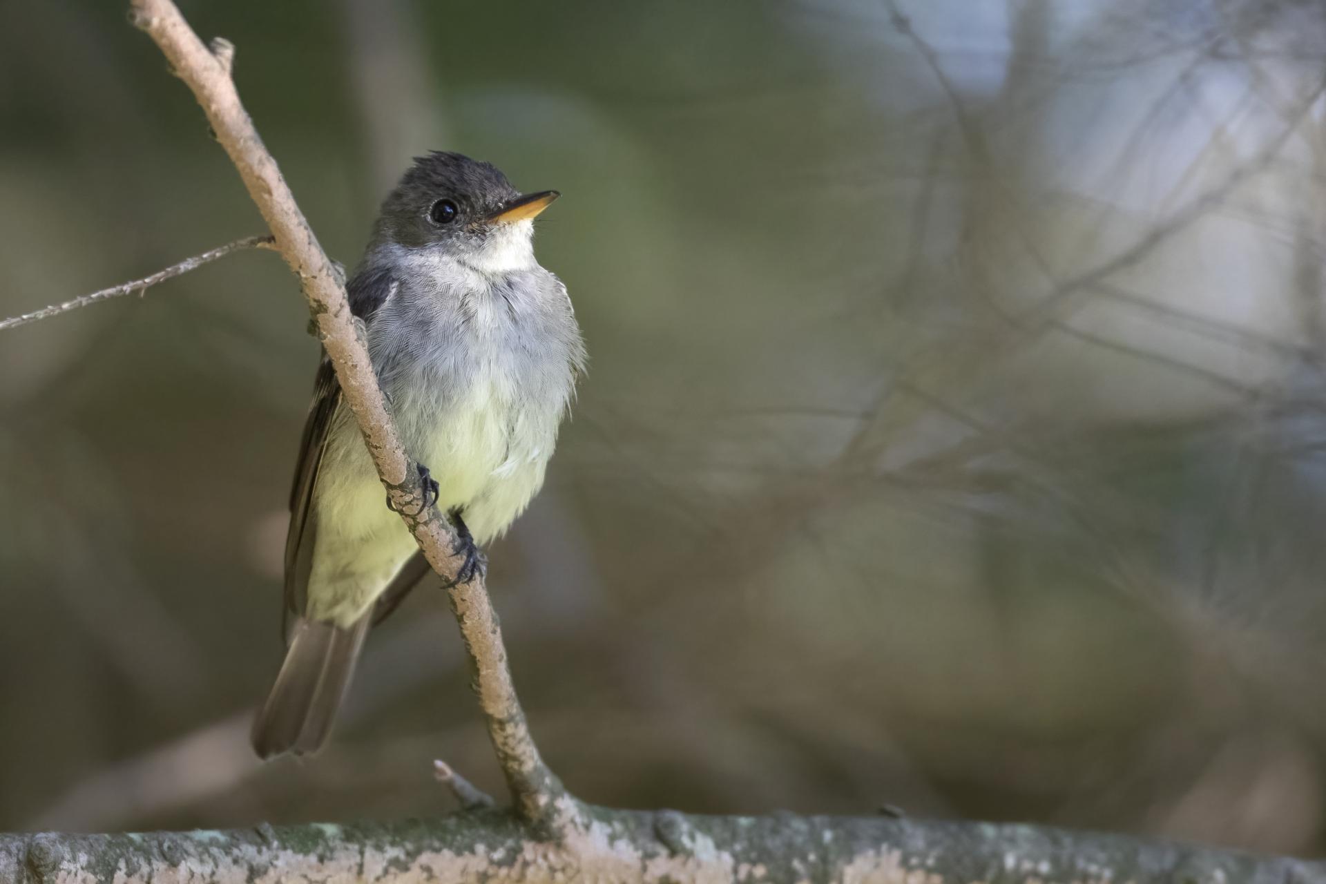 pioui-de-l-est-Eastern-wood-pewee