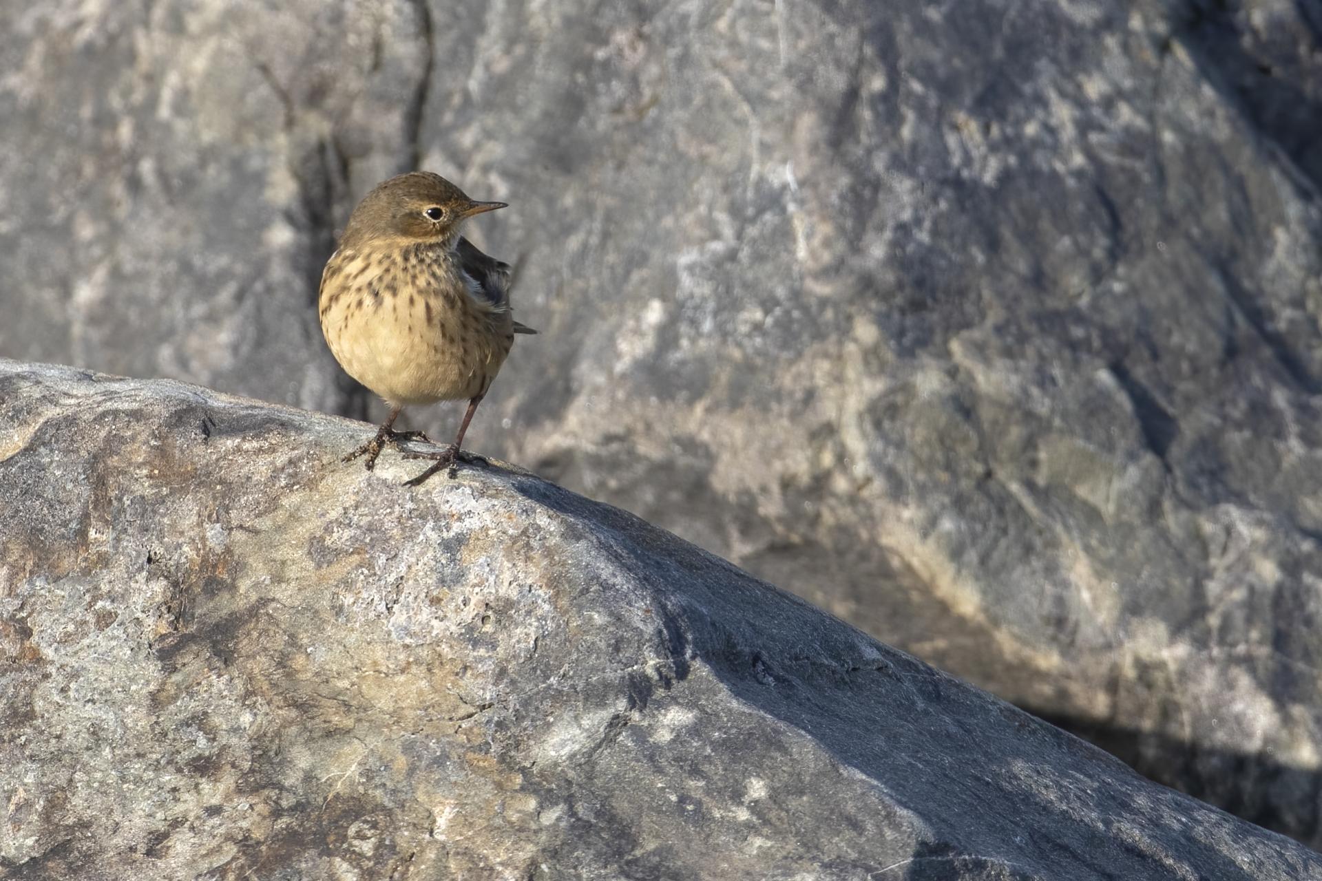 pipit-d-amerique-American-pipit