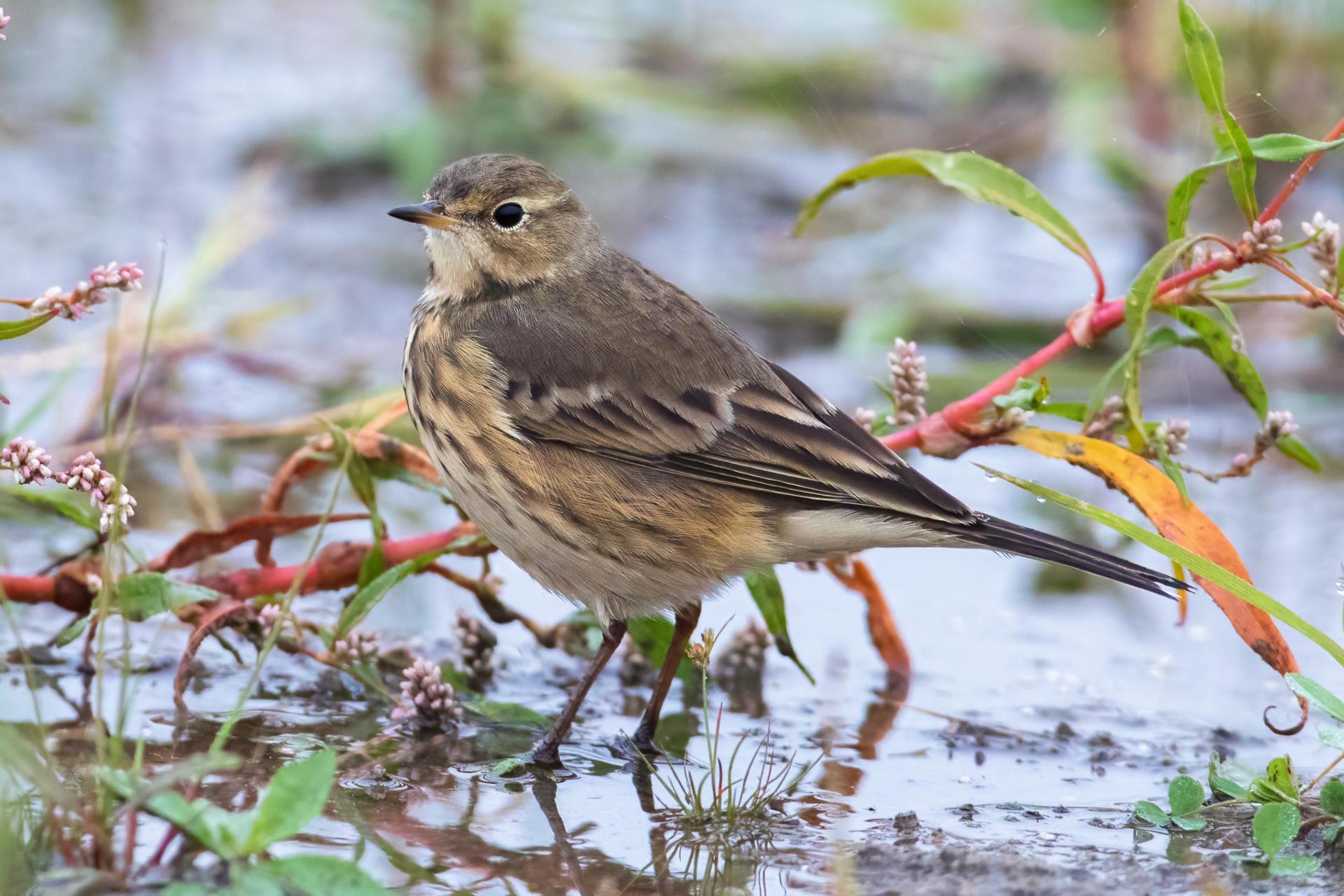 pipit-d-amerique-American-pipit
