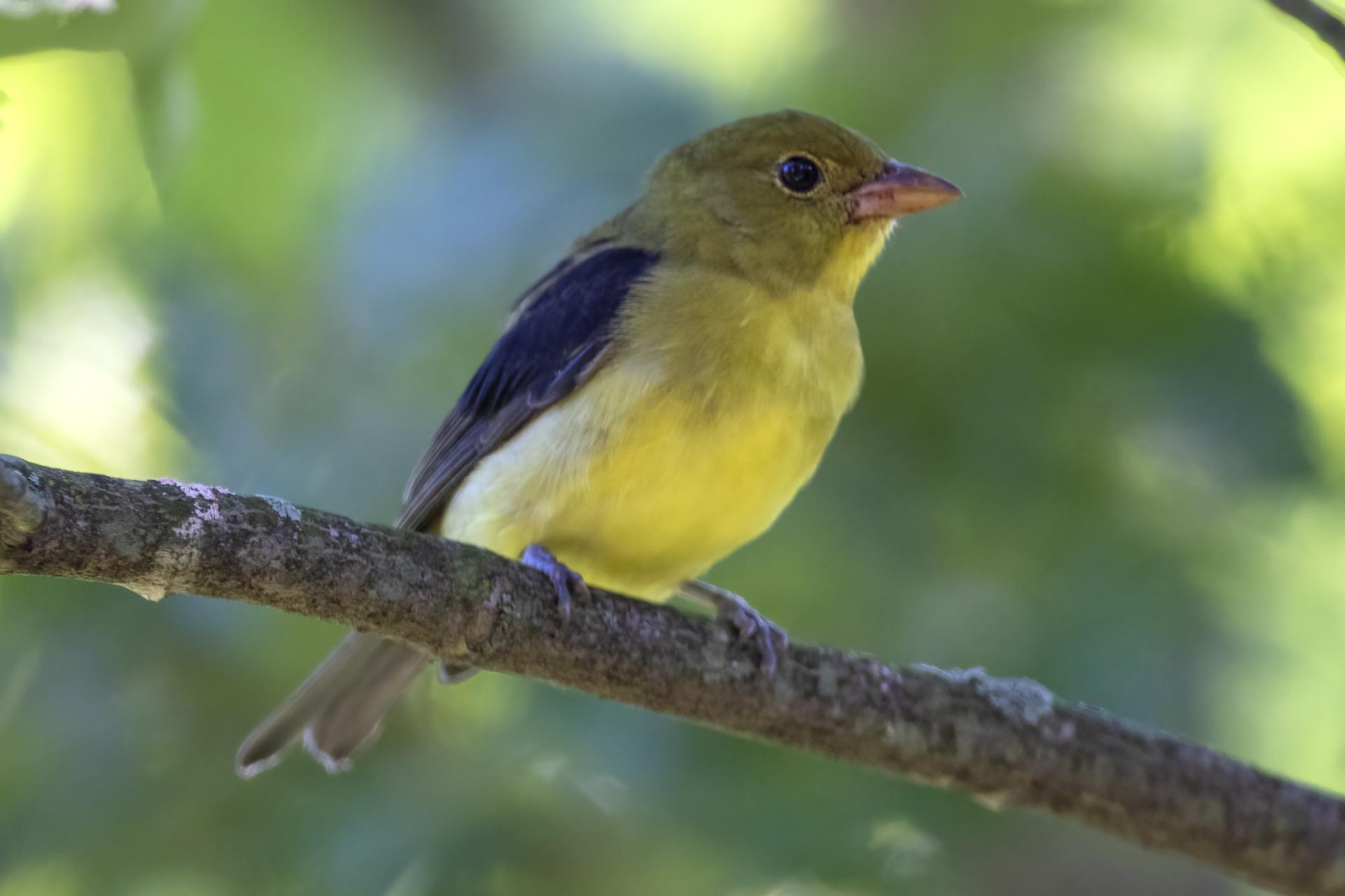 piranga-ecarlate-scarlet-tanager